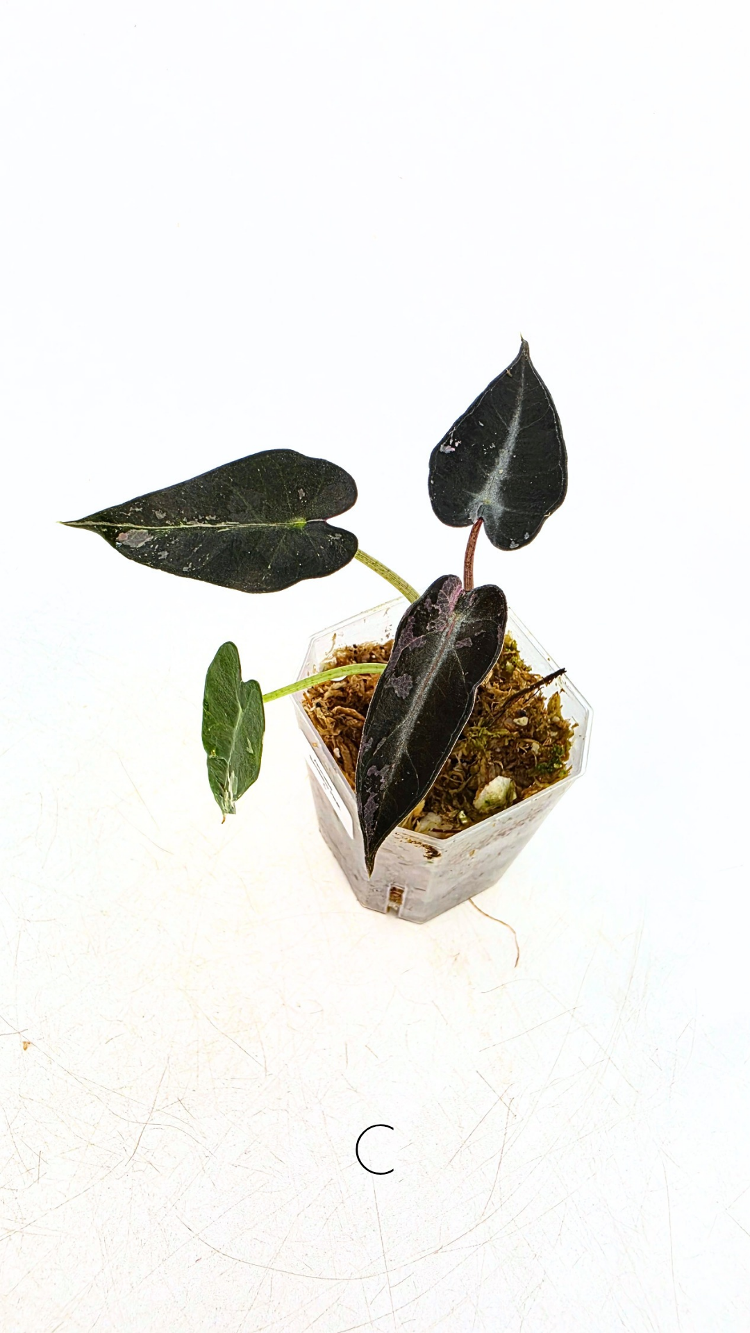 Rare indoor plant Alocasia Amazonica Bambino Pink TC plantlets available for sale at rare houseplant shop The Leaf Gallery in Perth, Western Australia