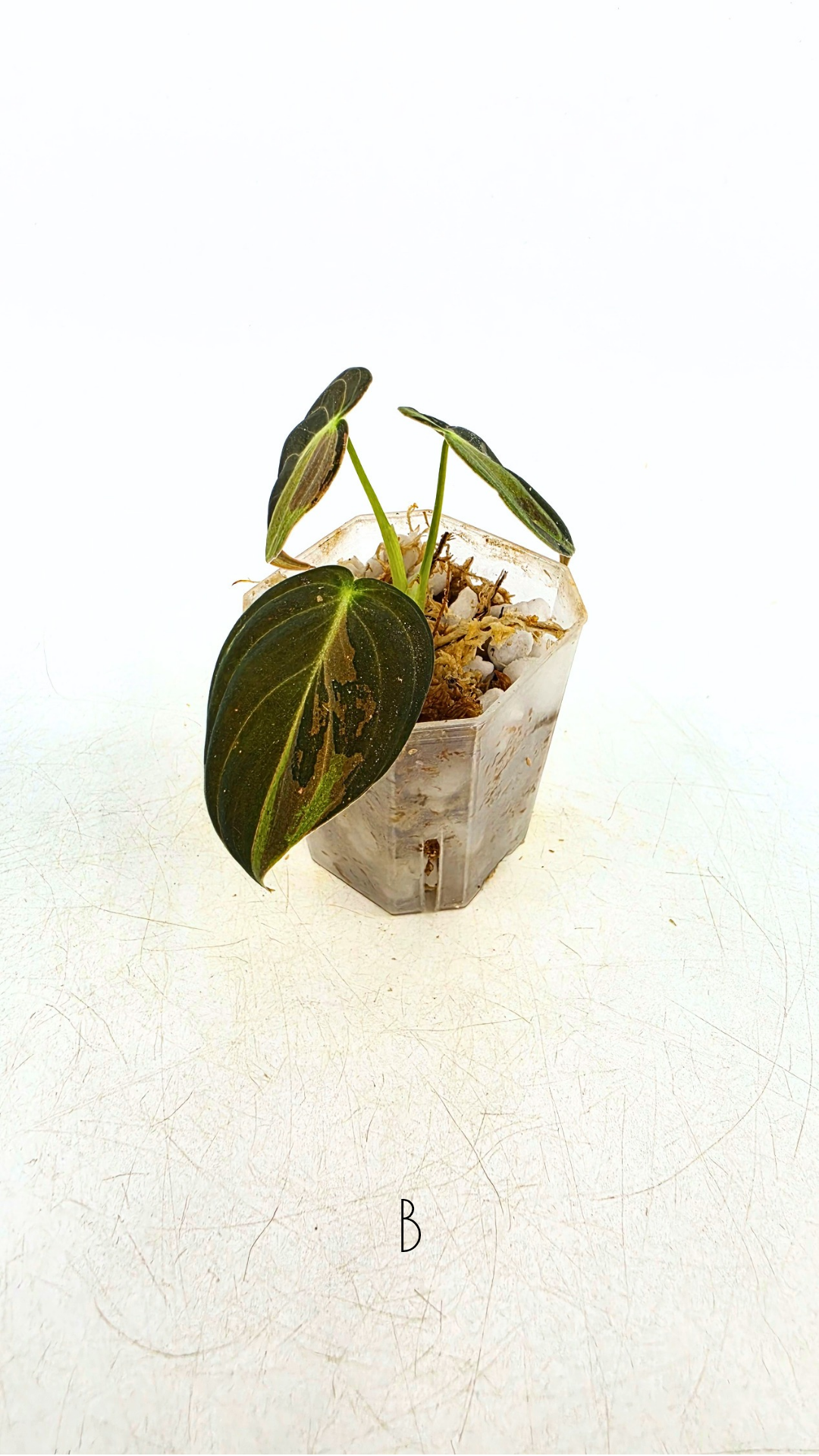 Rare plant Philodendron Melanochrysum Varigated available for sale at rare plant shop The Leaf Gallery in Perth, Western Australia