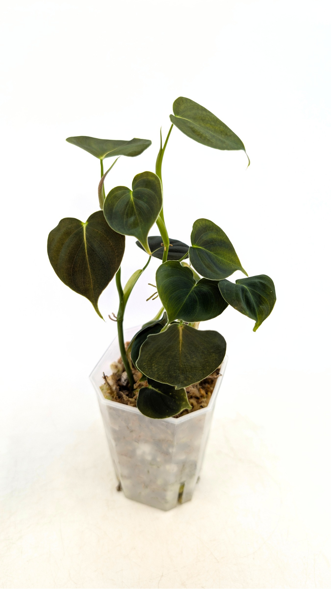 Rare indoor plant Philodendron Lupinum available for sale at rare house plant shop The Leaf Gallery in Perth, Western Australia