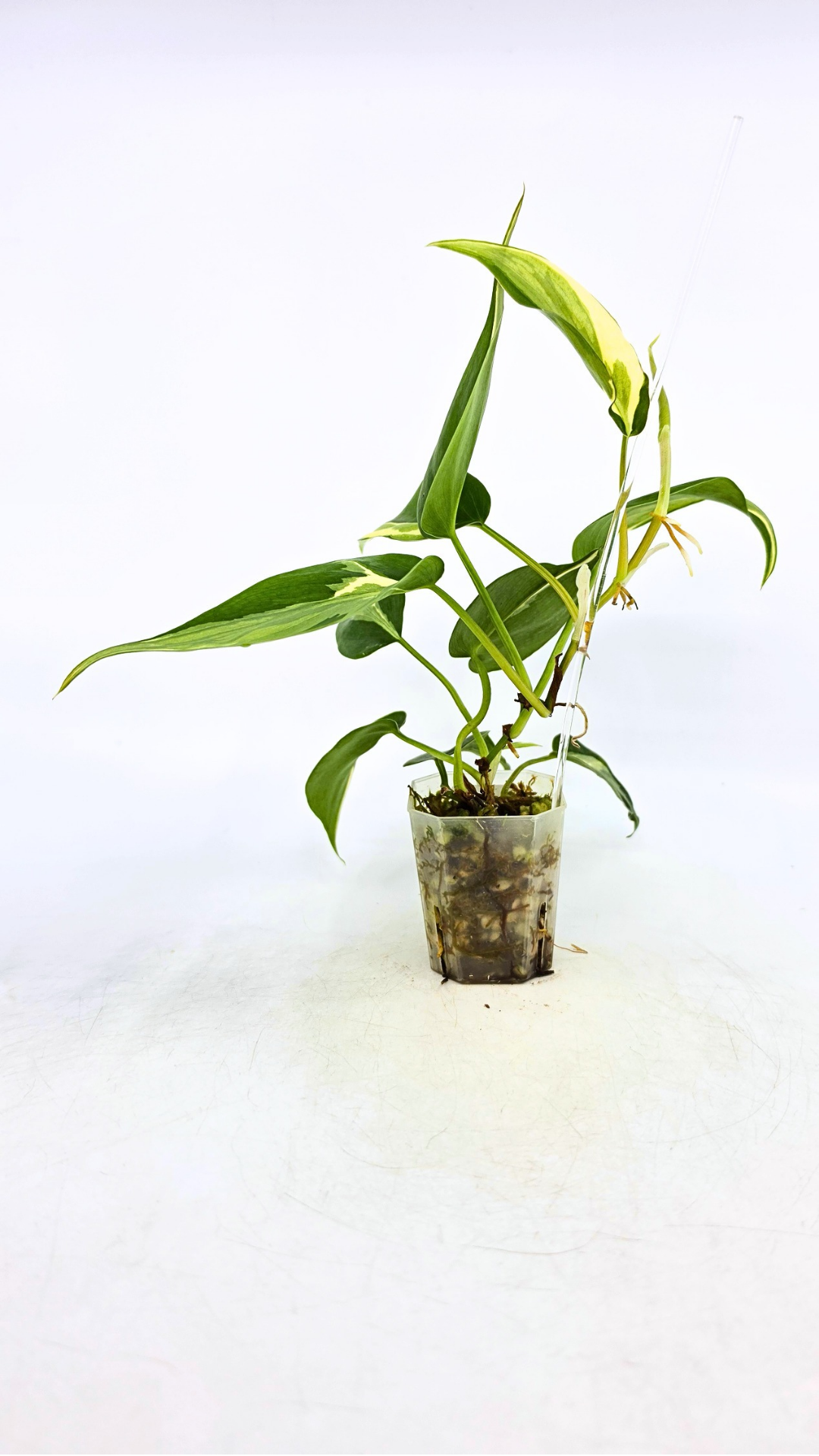 Rare indoor plant Philodendron Rio available at rare plant shop The Leaf Gallery in Perth, Western Australia.