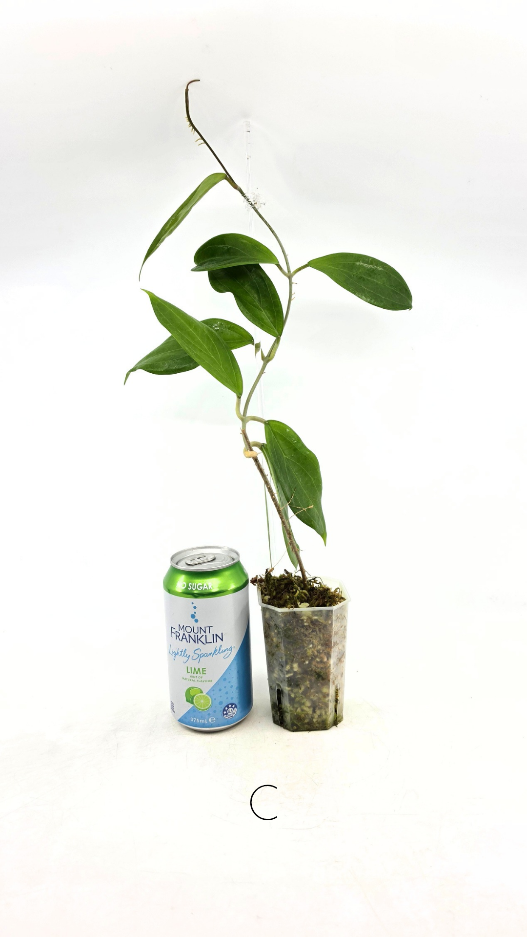Rare waxplant Hoya UTC033 available for sale at rare indoor plant shop The Leaf Gallery in Perth, Western Australia