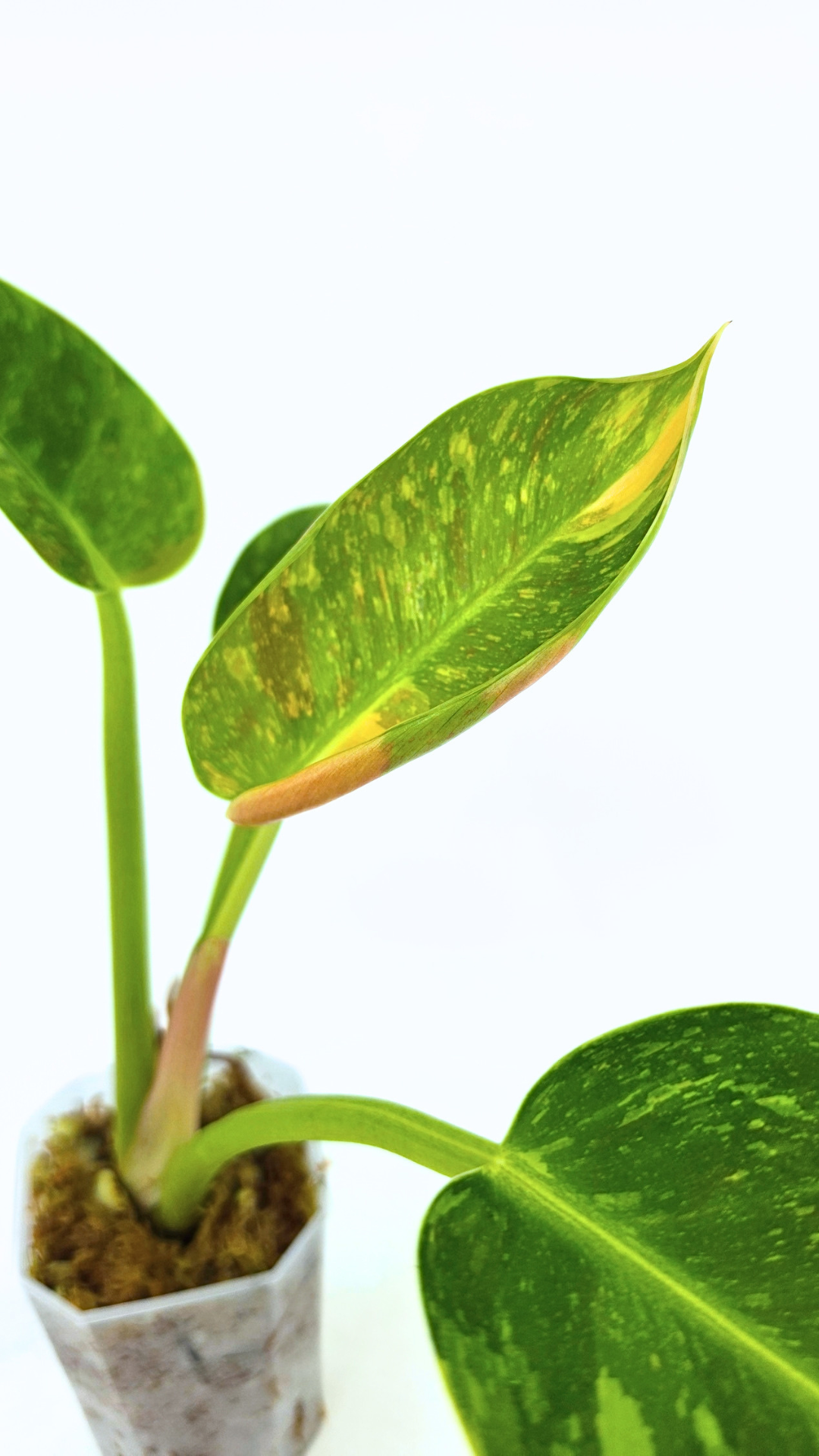 Uncommon Philodendron Green Congo Hybrid Varigated also known as Philodendron Green Congo Nuclear available for sale at rare plant shop The Leaf Gallery in Perth, Western Australia