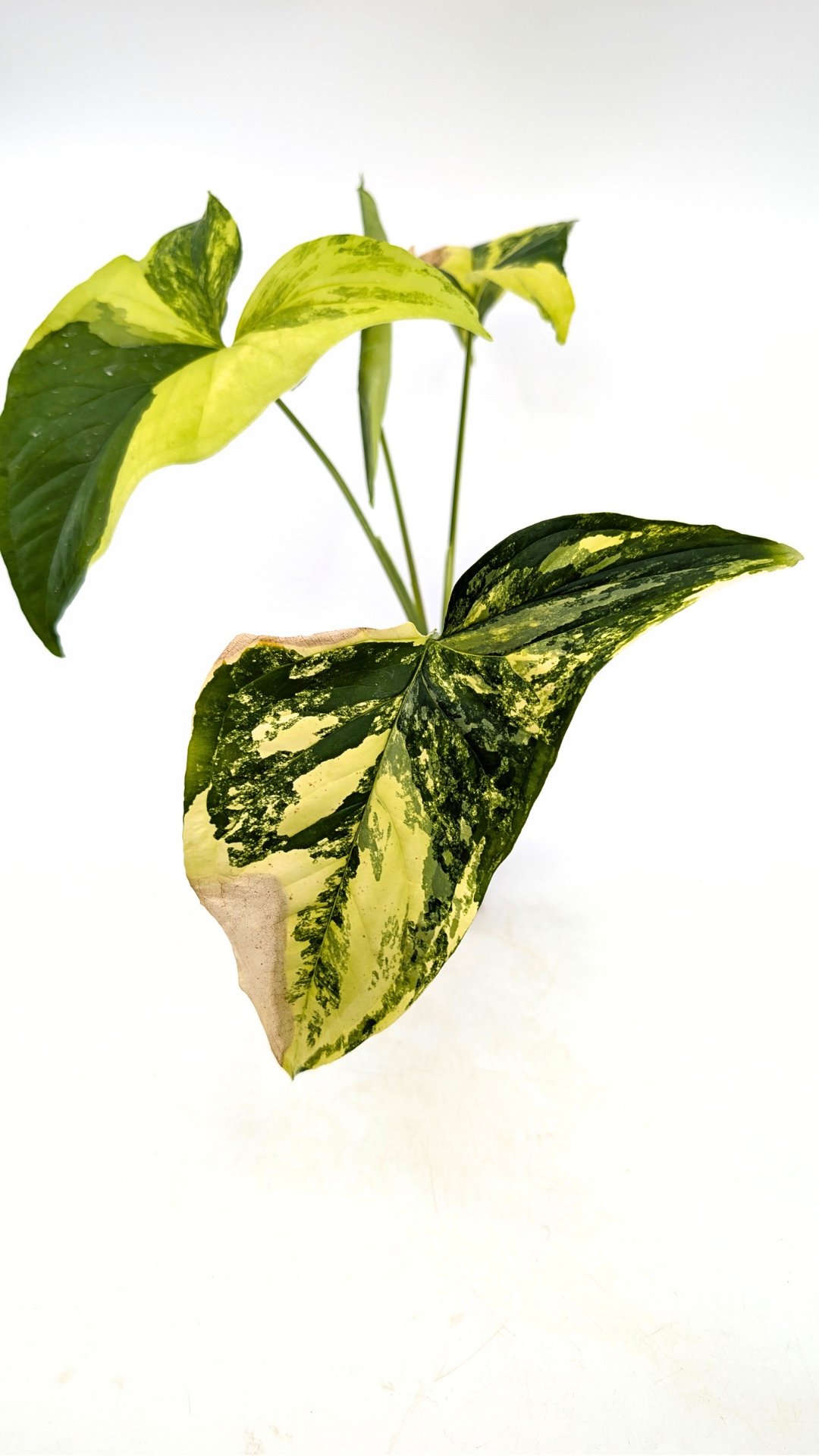 Rare houseplant Syngonium Fantasy Aurea available at rare indoor plant shop The Leaf Gallery in Perth, Western Australia