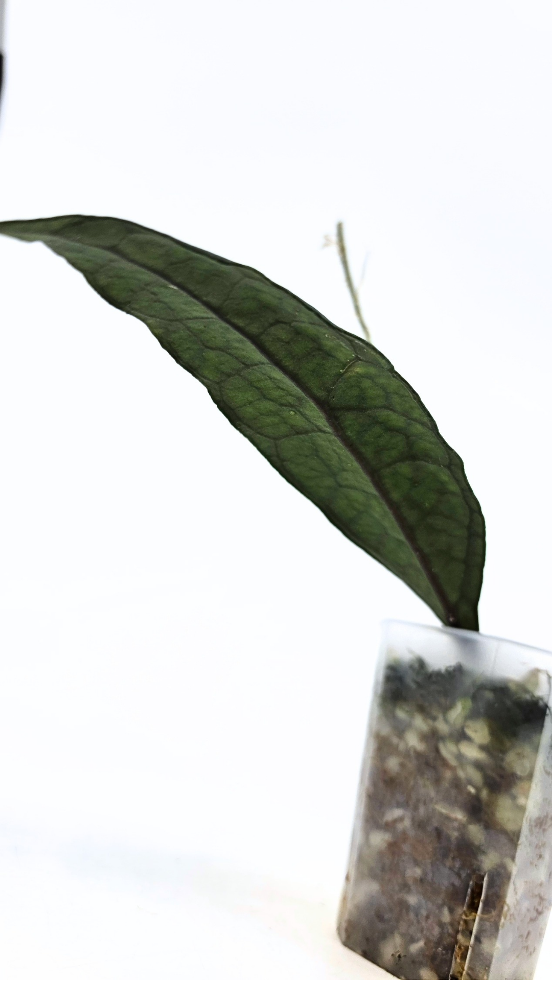 Rare Wax Plant Hoya Clemensiorum available for sale at rare house plant shop The Leaf Gallery in Perth, Western Australia