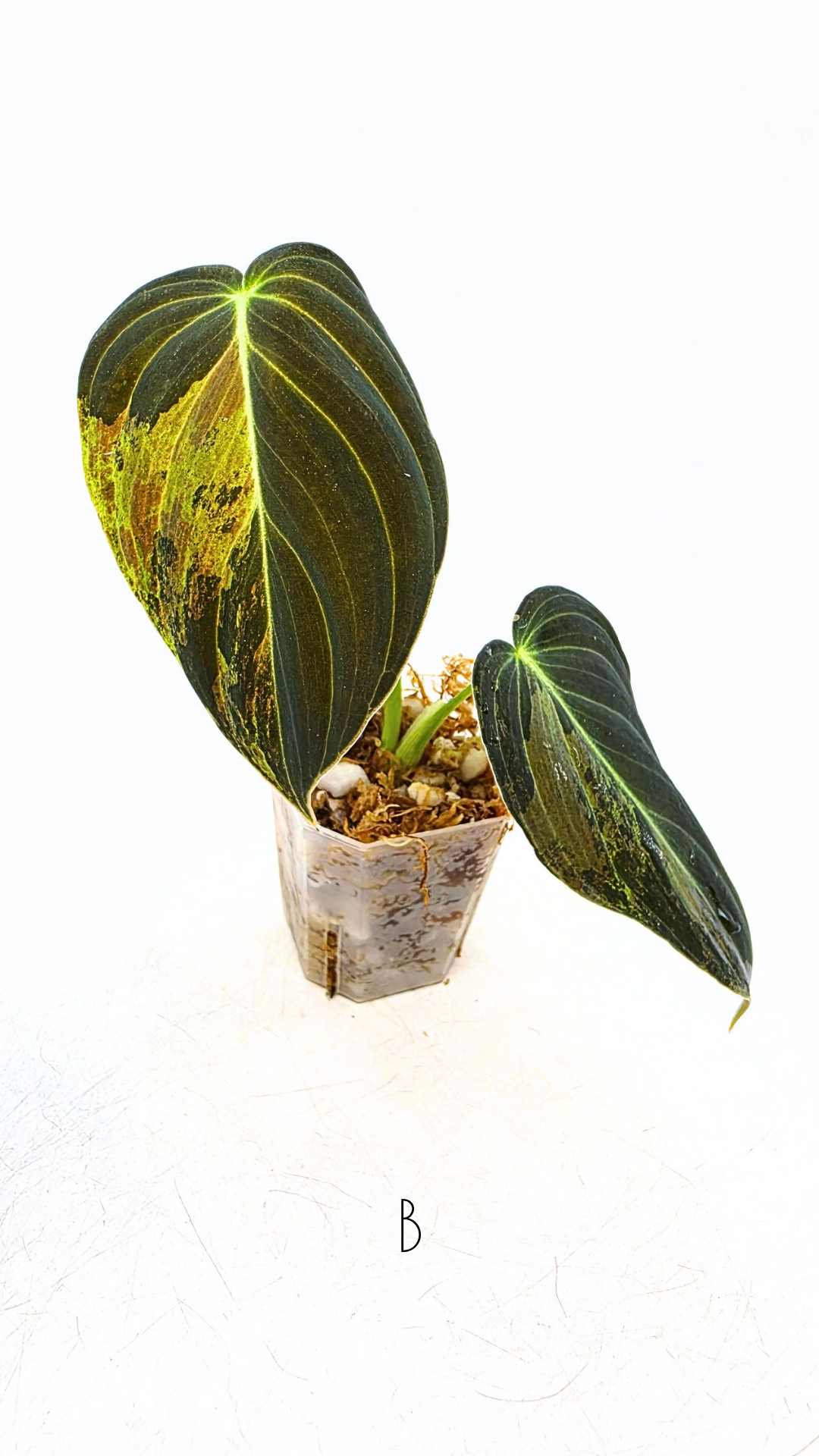 Rare plant Philodendron Melanochrysum Varigated available for sale at rare plant shop The Leaf Gallery in Perth, Western Australia