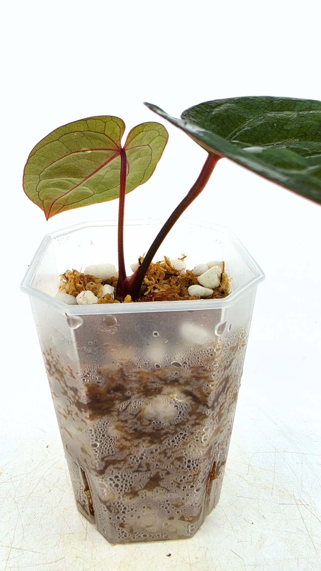 Rare indoor plant Anthurium Bloodmoon clone available from rare house plant shop The Leaf Gallery in Perth, Western Australia