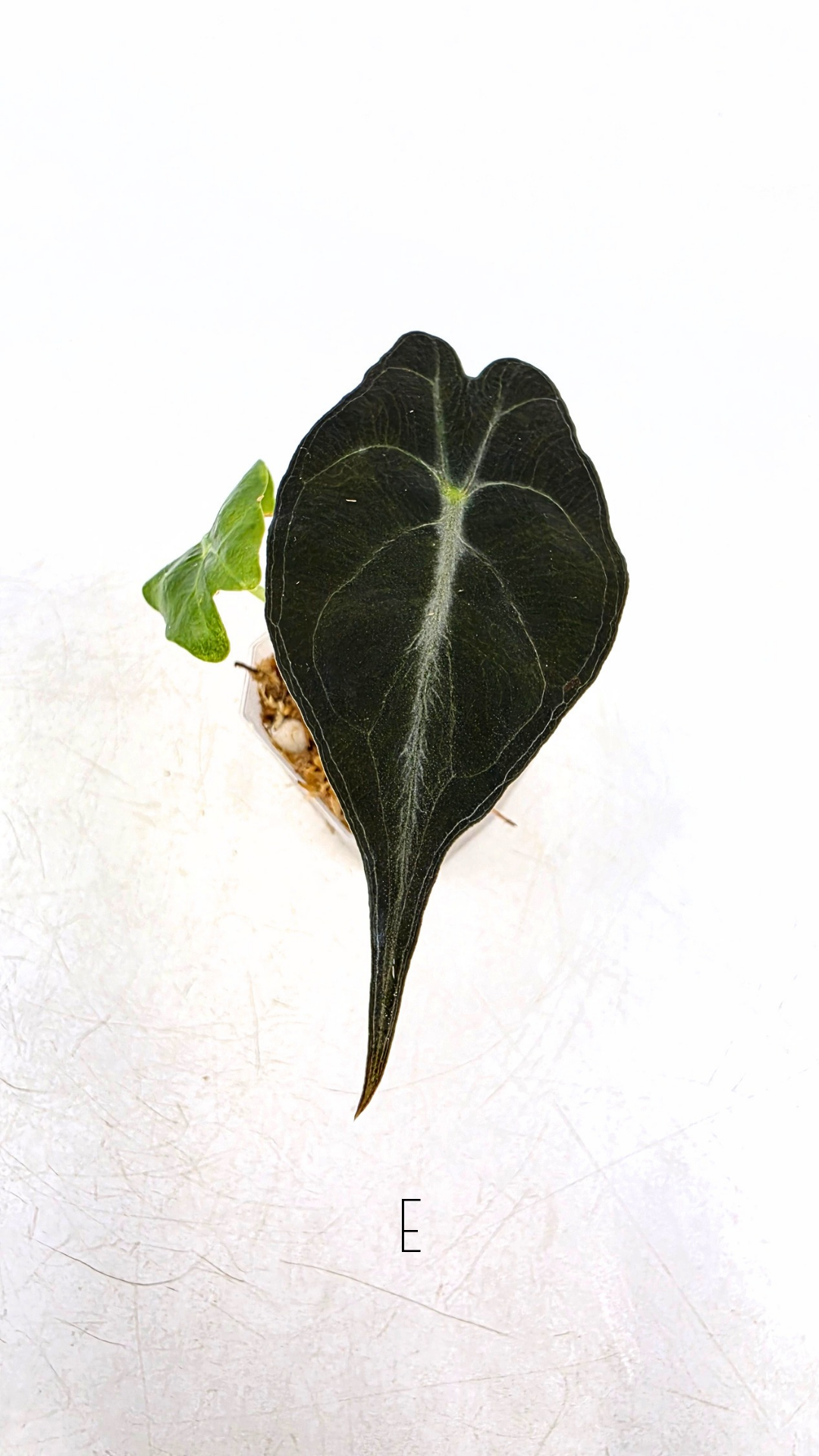 Rare indoor plant Alocasia Venom available for sale at rare house plant shop The Leaf Gallery in Perth, Western Australia.
