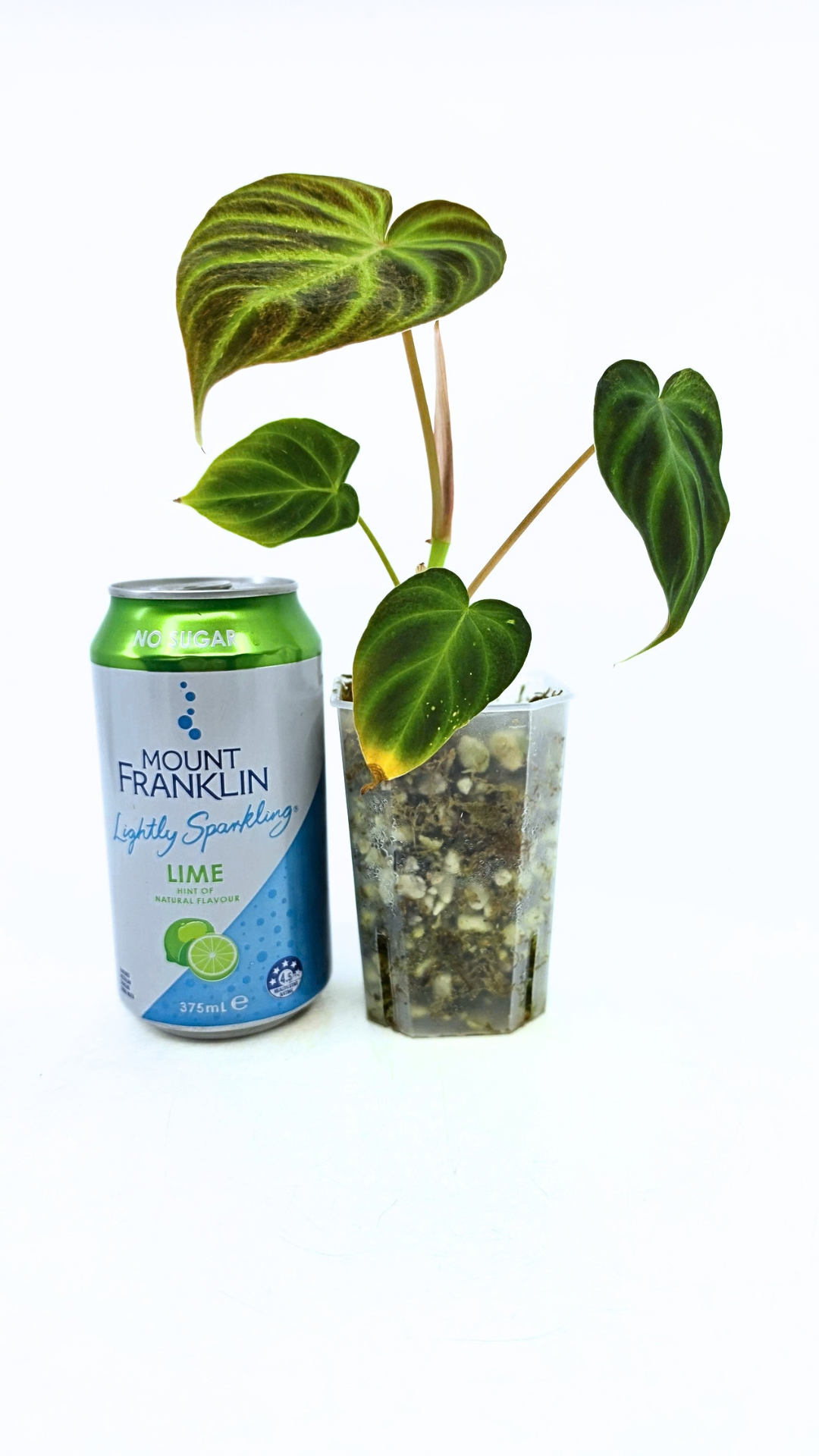Rare indoor plant Philodendron Verrucusom Mint Variegated available for sale at rare house plant shop The Leaf Gallery in Perth, Western Australia