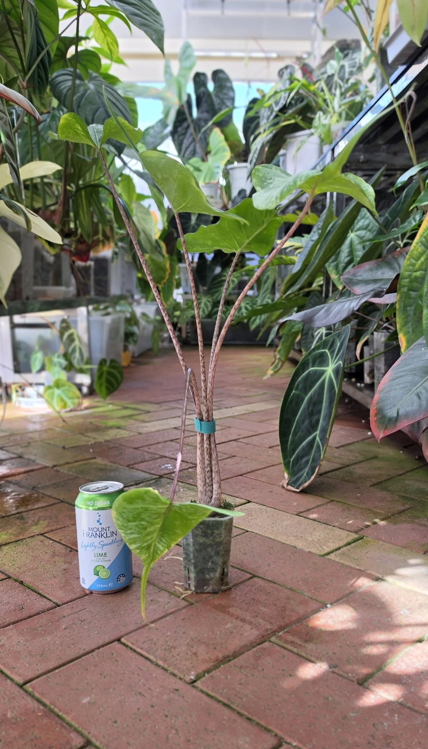 Rare indoor plannt Alocasia Stingray Mint Variegated available for sale at rare house plant shop The Leaf Gallery in Perth, Western Australia.
