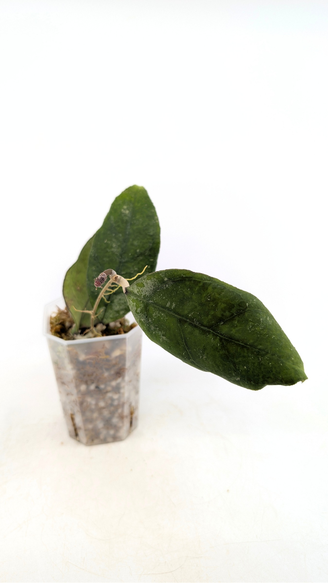 Rare waxplant Hoya sp Chicken Farm available for sale at rare indoor plant shop The Leaf Gallery in Perth, Western Australia