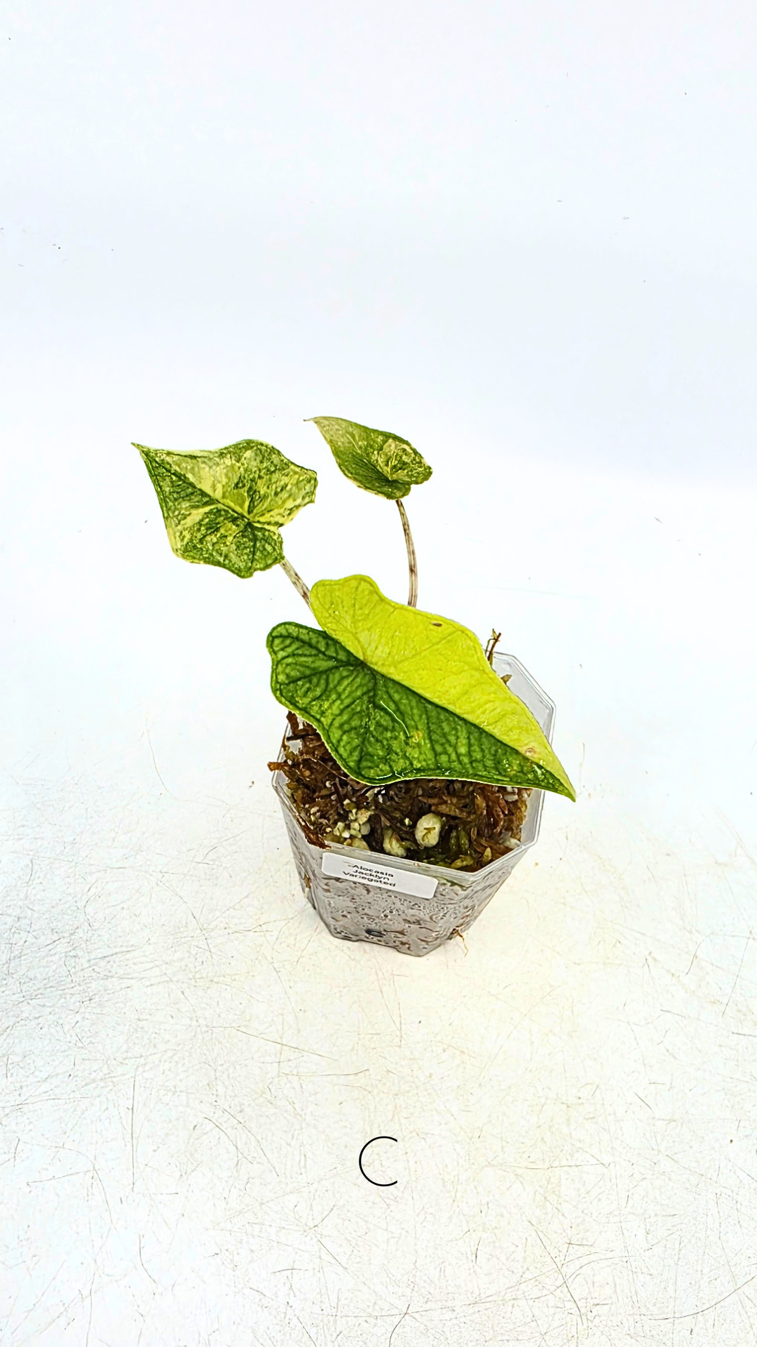 Alocasia Jacklyn Variegated