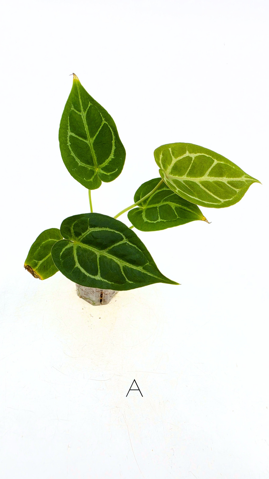 Rare anthurium hybrid Anthurium Dark Forgetii x Bessae Aff X Anthurium Michelle by The Leaf Gallery in Perth, Western Australia