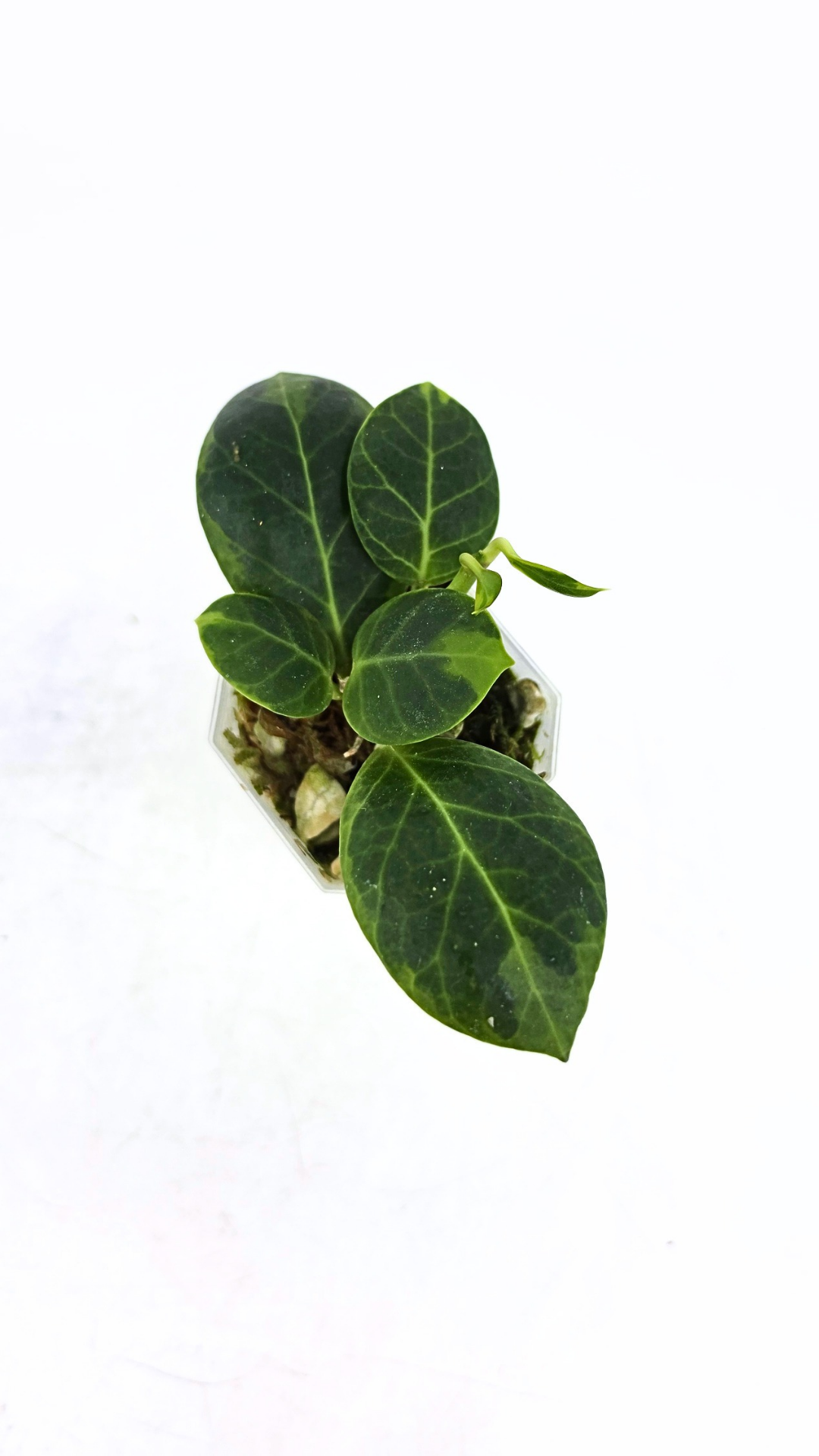 Rare waxplant Hoya Obscura Outter Variegated (Albo Marginata) available for sale at rare indoor plant shop The Leaf Gallery in Perth, Western Australia