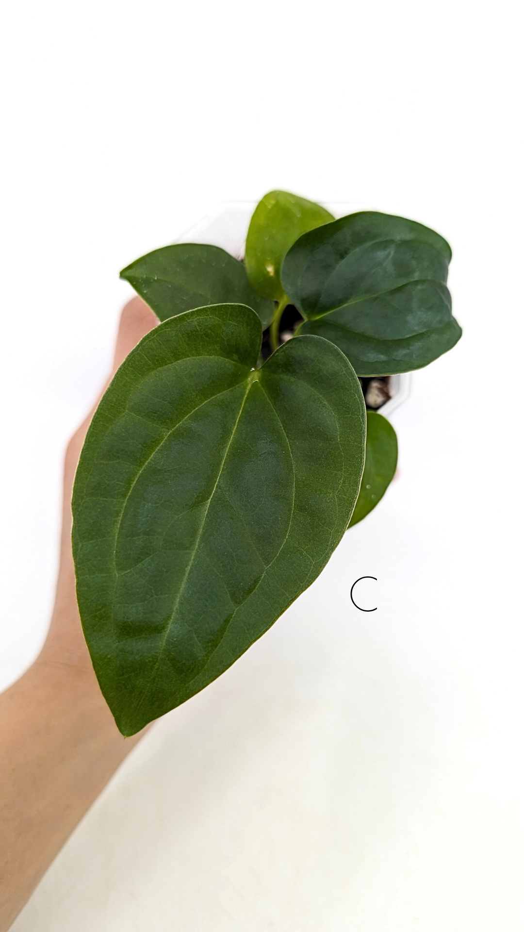 Leverans Sallsynt Vaxt Anthurium Magnificum Luxurians 10cm main image 0
