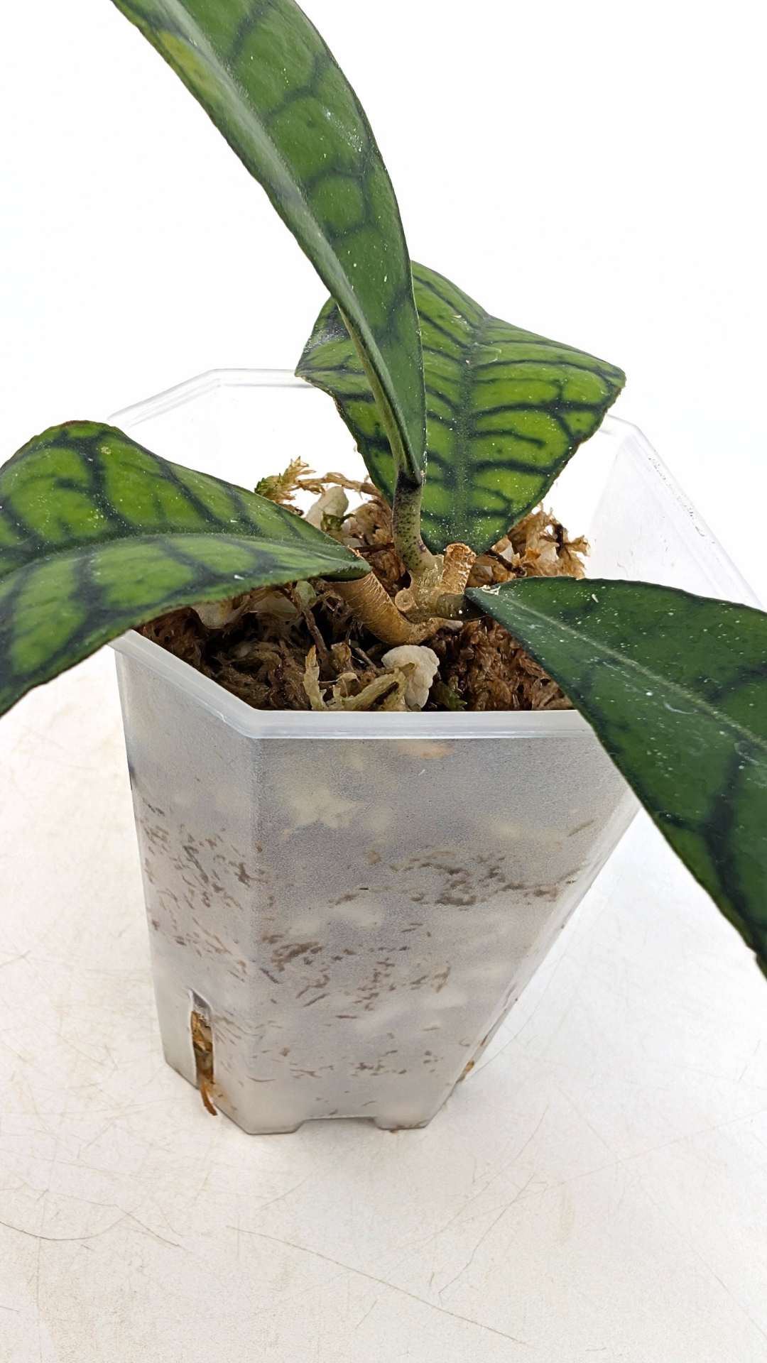 Rare Indoor Wax Plant Hoya Callistophylla sp Kalimantan available for sale at rare indoor plant shop the Leaf Gallery in Perth, Western Australia