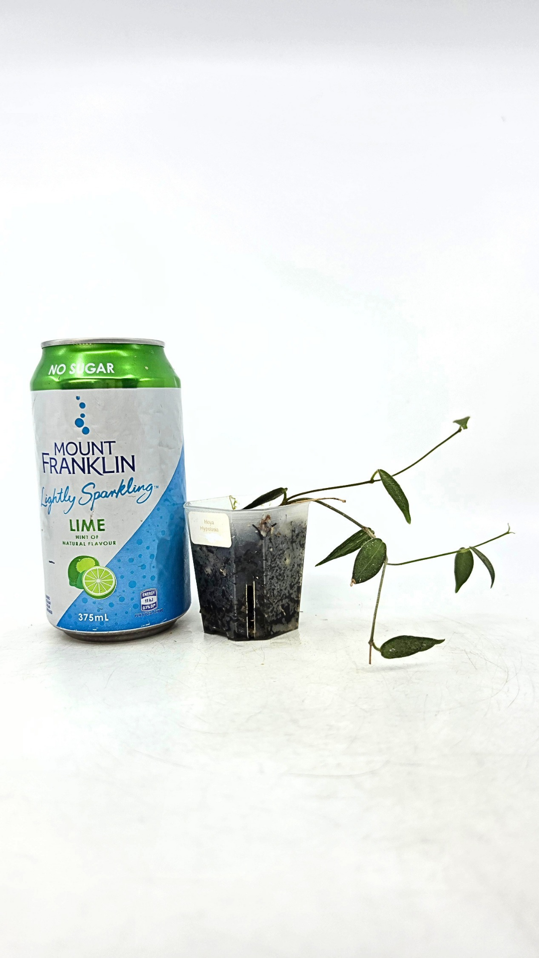 Rare waxplant Hoya Hypolasia available for sale at rare indoor plant shop The Leaf Gallery in Perth, Western Australia