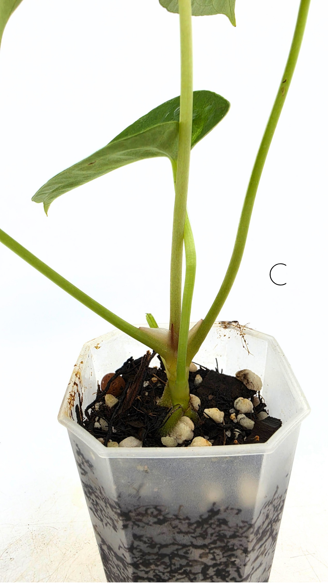 Rare indoor plant Anthurium Magnificum available for sale at rare house plant shop The Leaf Gallery in Perth, Western Australia