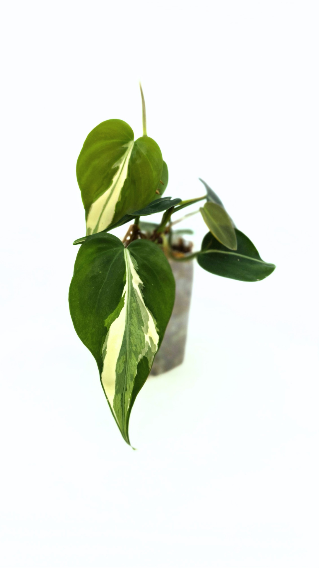 Rare indoor plant Philodendron Rio available at rare plant shop The Leaf Gallery in Perth, Western Australia.