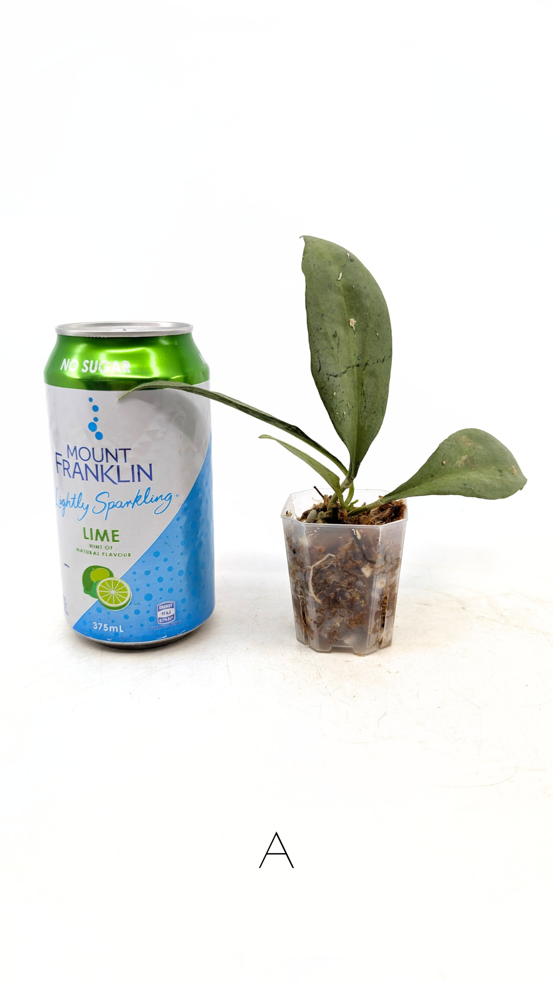 Rare waxplant Hoya Nicholsoniae New Guinea Ghost propagated and for sale by rare plant shop The Leaf Gallery in Perth, Western Australia