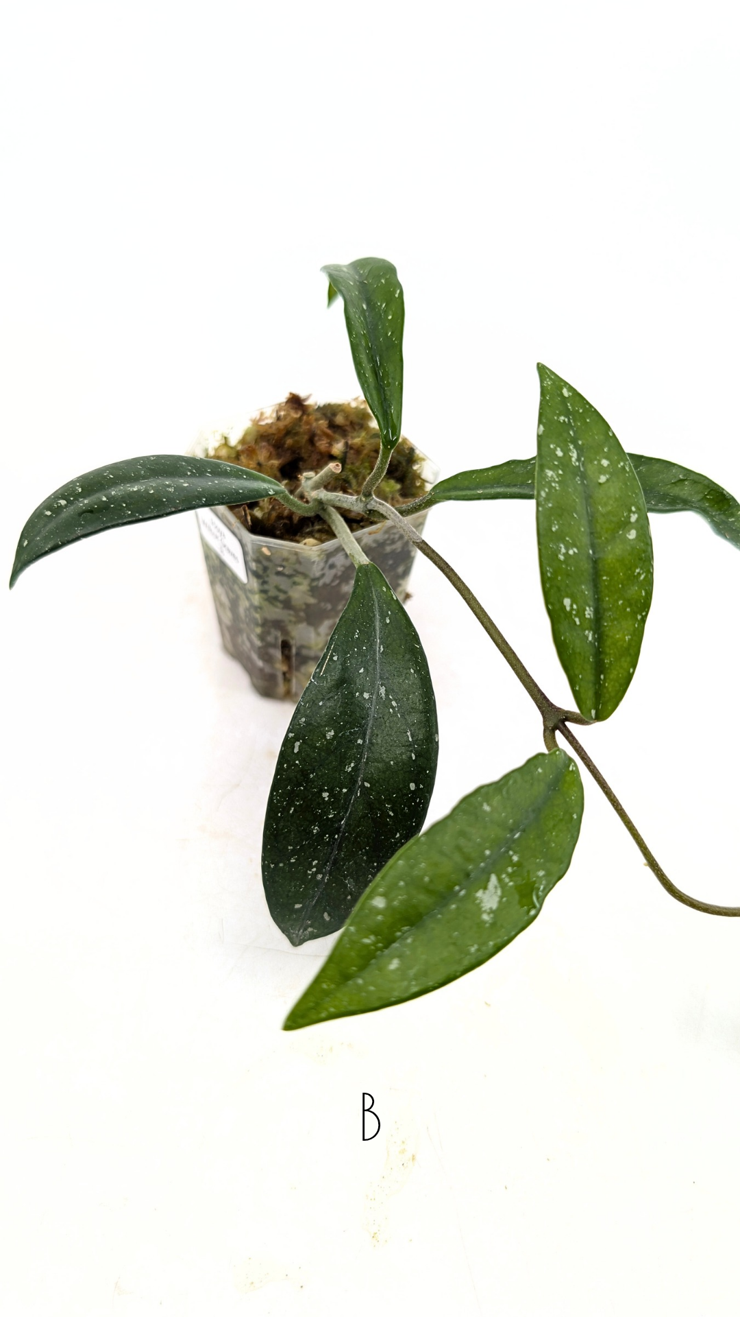 Rare indoor plant hoya wilbur graves propagated by and available for sale at rare plant shop The Leaf Gallery in Perth.