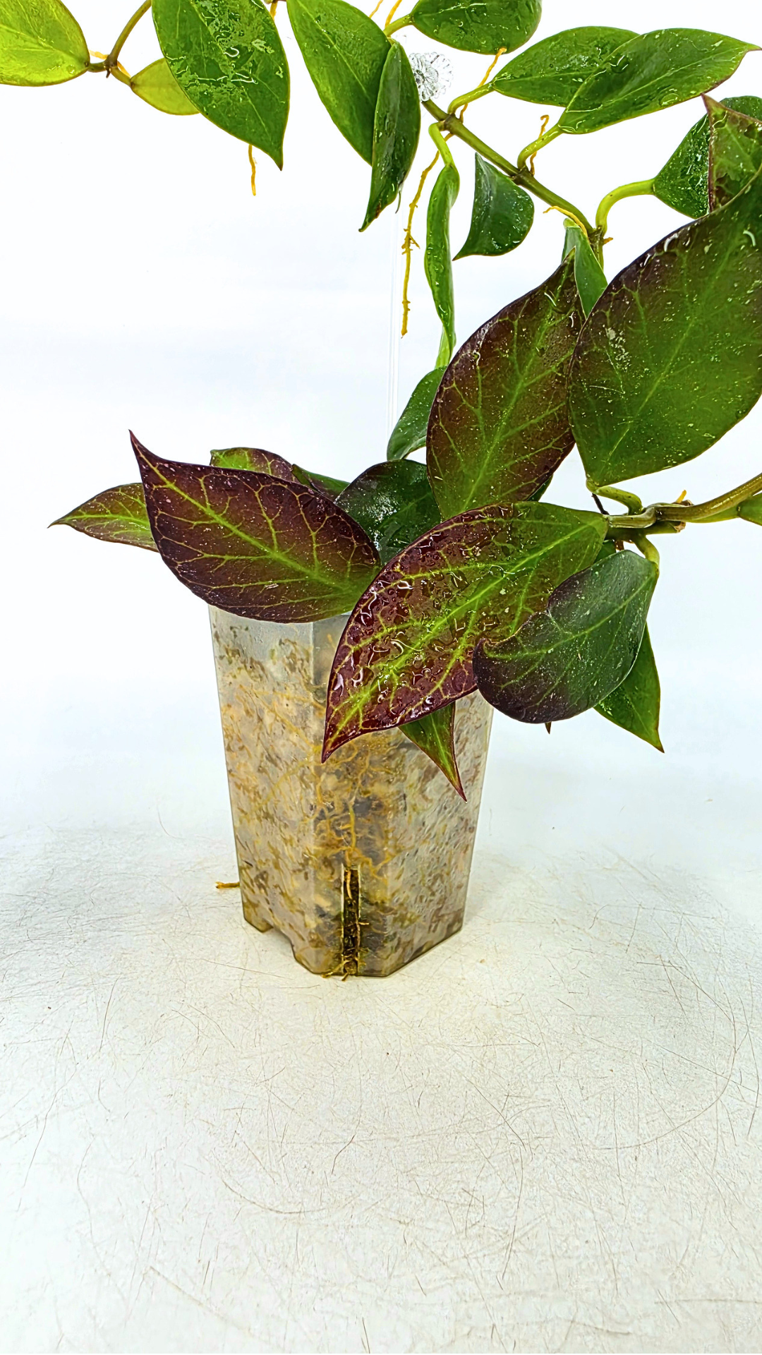 Rare waxplant Hoya Sunrise available at rare plant shop The Leaf Gallery in Perth Western Australia