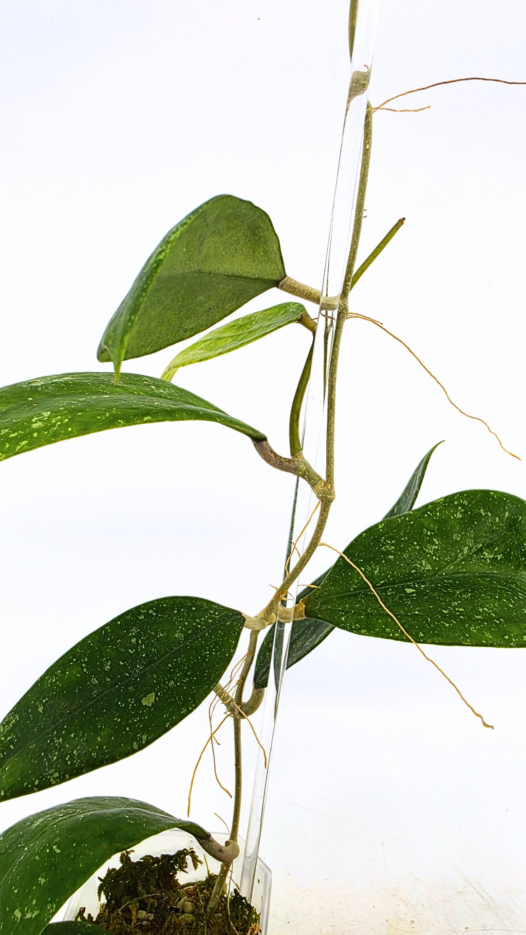Rare waxplant Hoya Ko Chag Island available for sale at rare indoor plant shop The Leaf Gallery in Perth, Western Australia