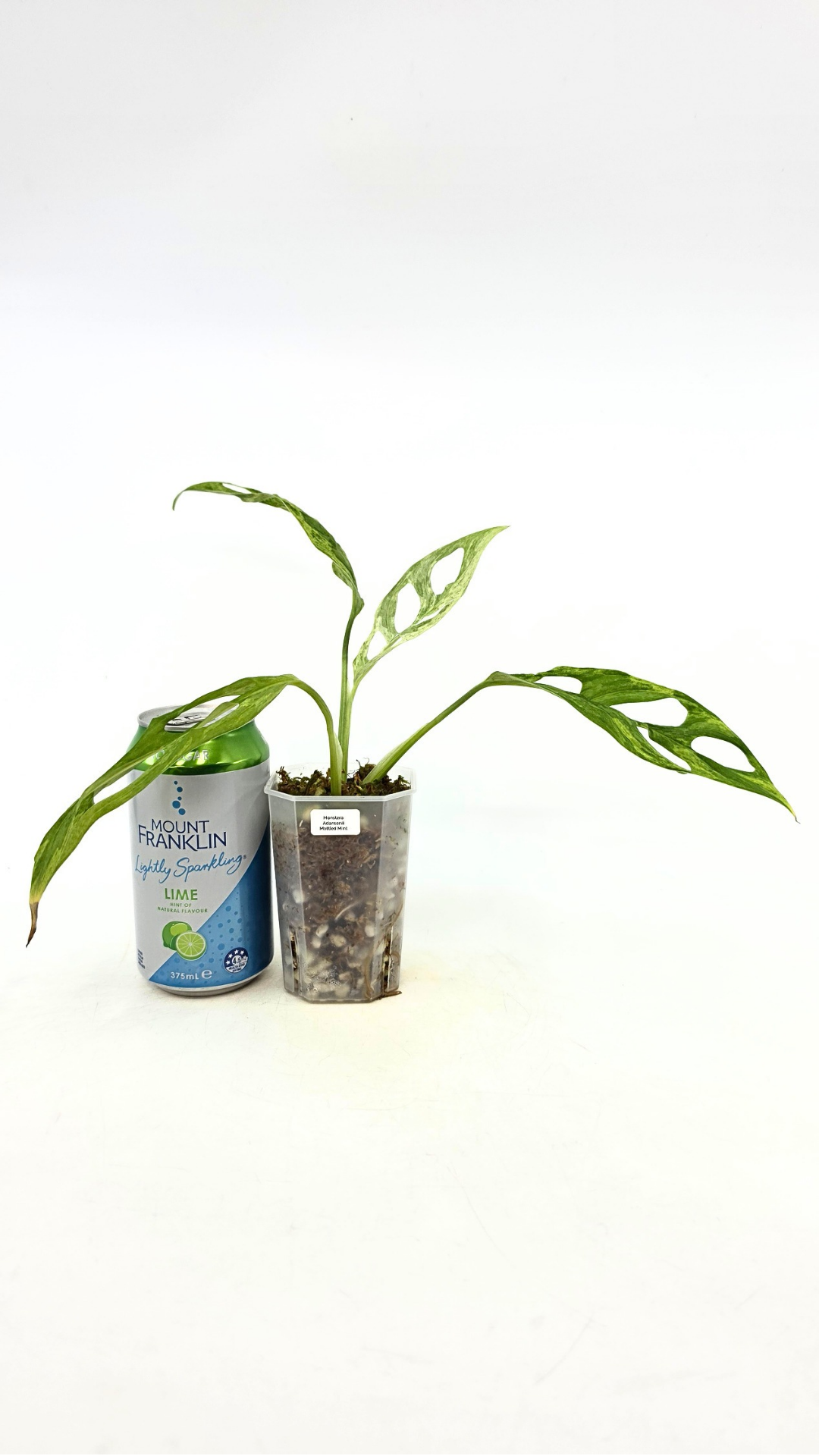 Rare indoor house plant Monstera Adansonii Mottled Mint Varigation available for sale at rare plant shop The Leaf Gallery in Perth, Western Australia