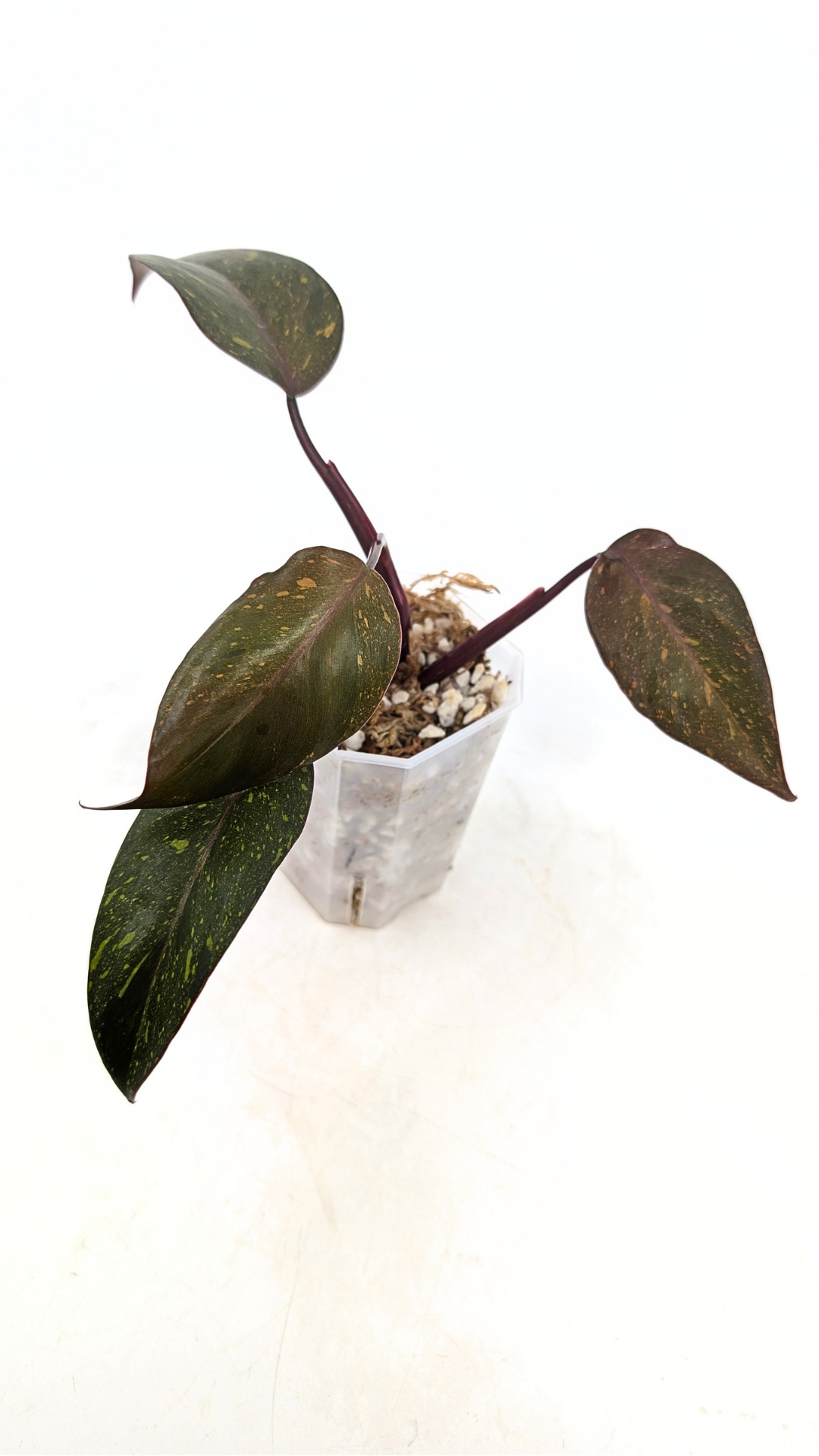 Rare indoor plant Philodendron Orange Princess Varigated available for sale at rare plant shop The Leaf Gallery in Perth, Western Australia