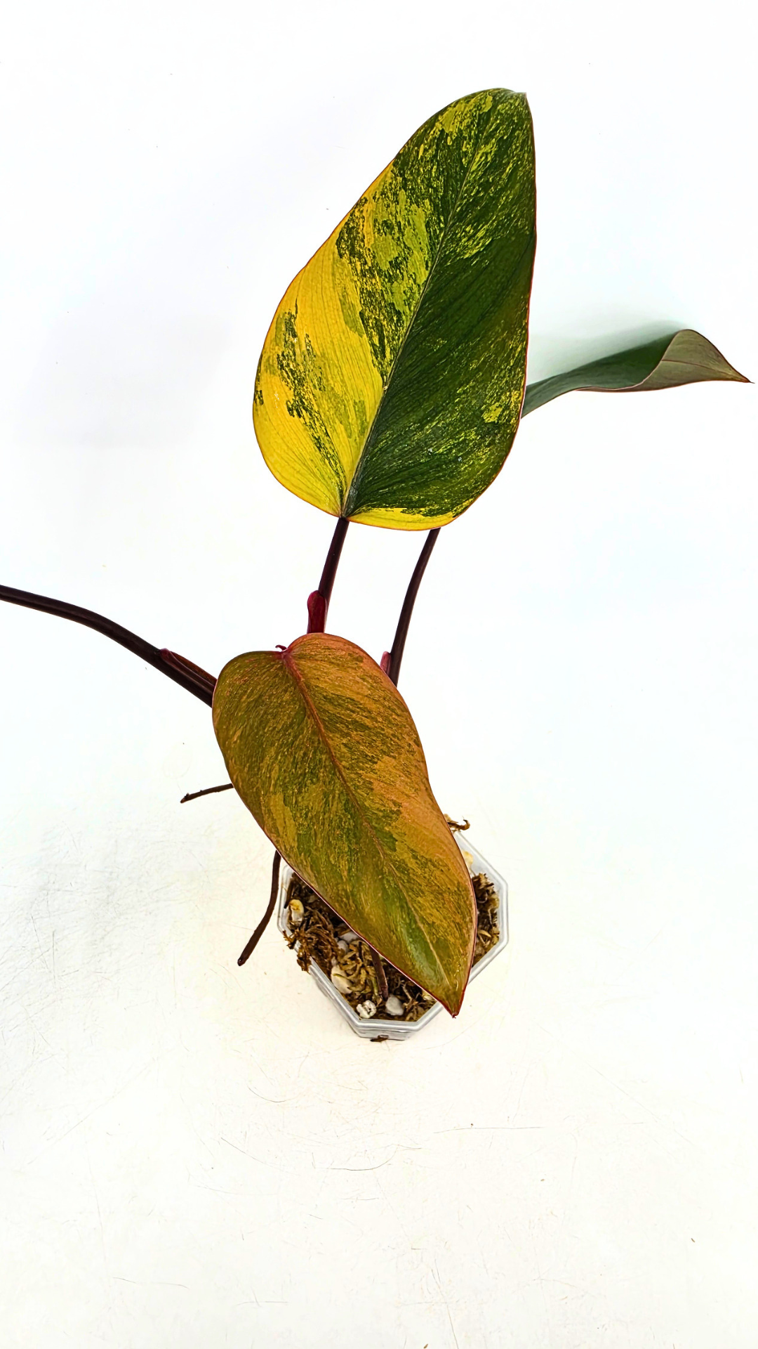 Rare indoor plant Philodendron Strawberry Shake grown and propagated by rare plant shop The Leaf Gallery in Perth, Western Australia