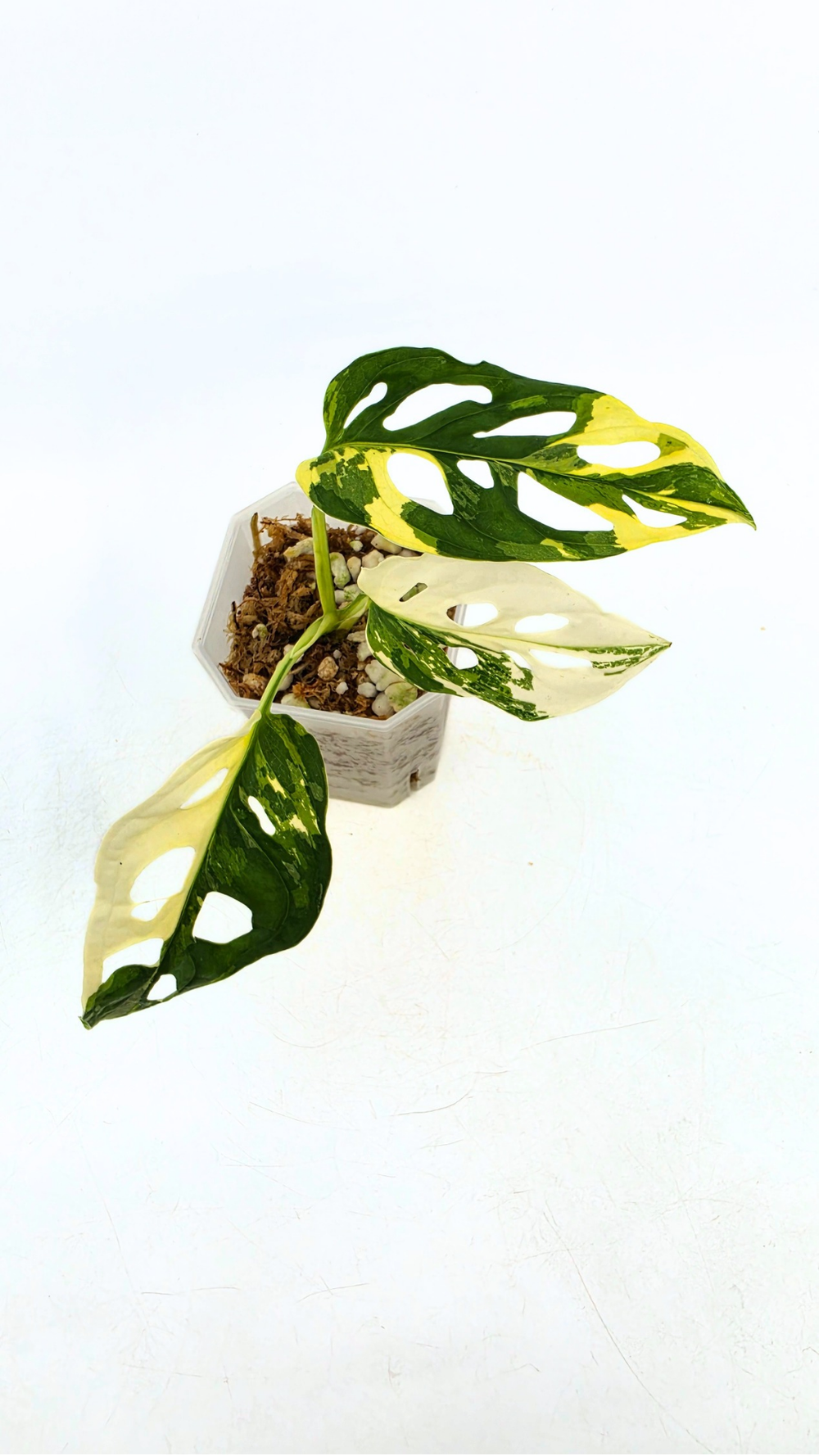 Monstera Adansonii Albo Variegated  The Leaf Gallery