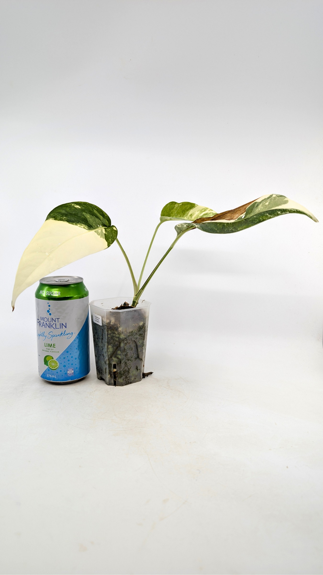 Rare plant Epipremnum Pinnatum Varigated available for sale at rare plant shop The Leaf Gallery in Perth, Western Australia