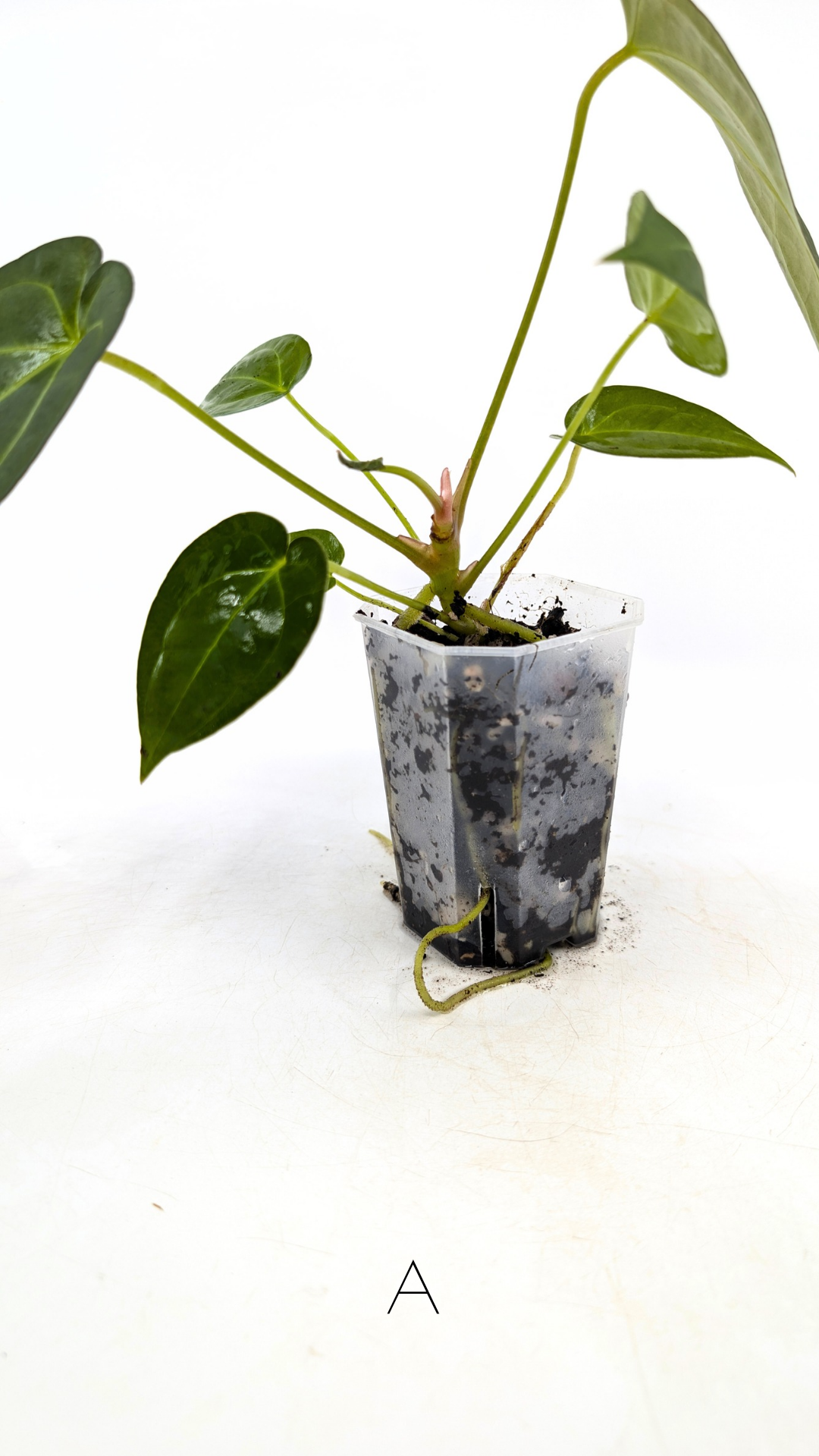 Rare anthurium hybrid Dark Forgetii X Bessae Aff available for sale at rare houseplant shop The Leaf Gallery in Perth, Western Australia