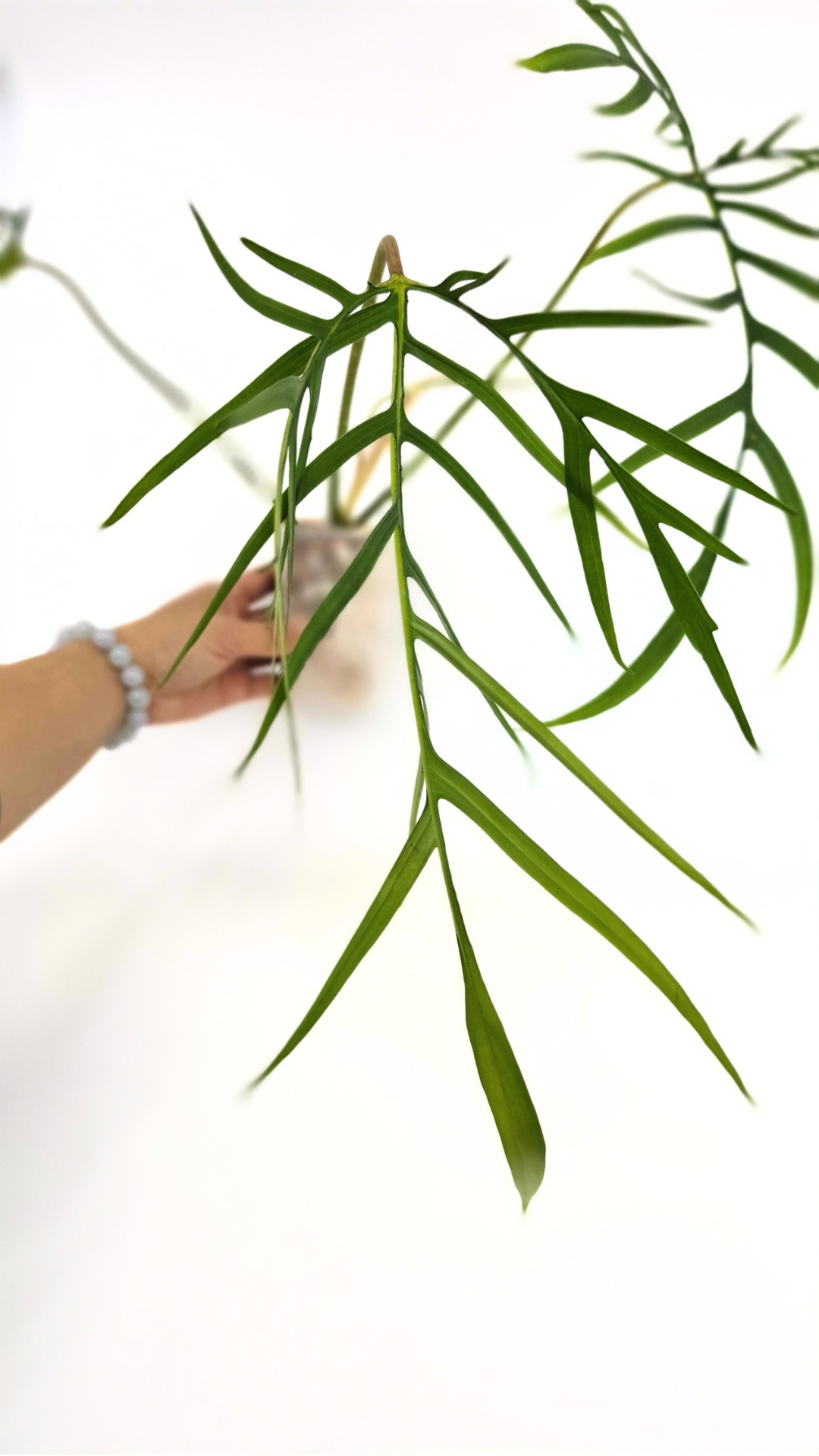 Rare indoor plant Philodendron Polypodioides available for sale at rare house plant shop The Leaf Gallery in Perth, Western Australia