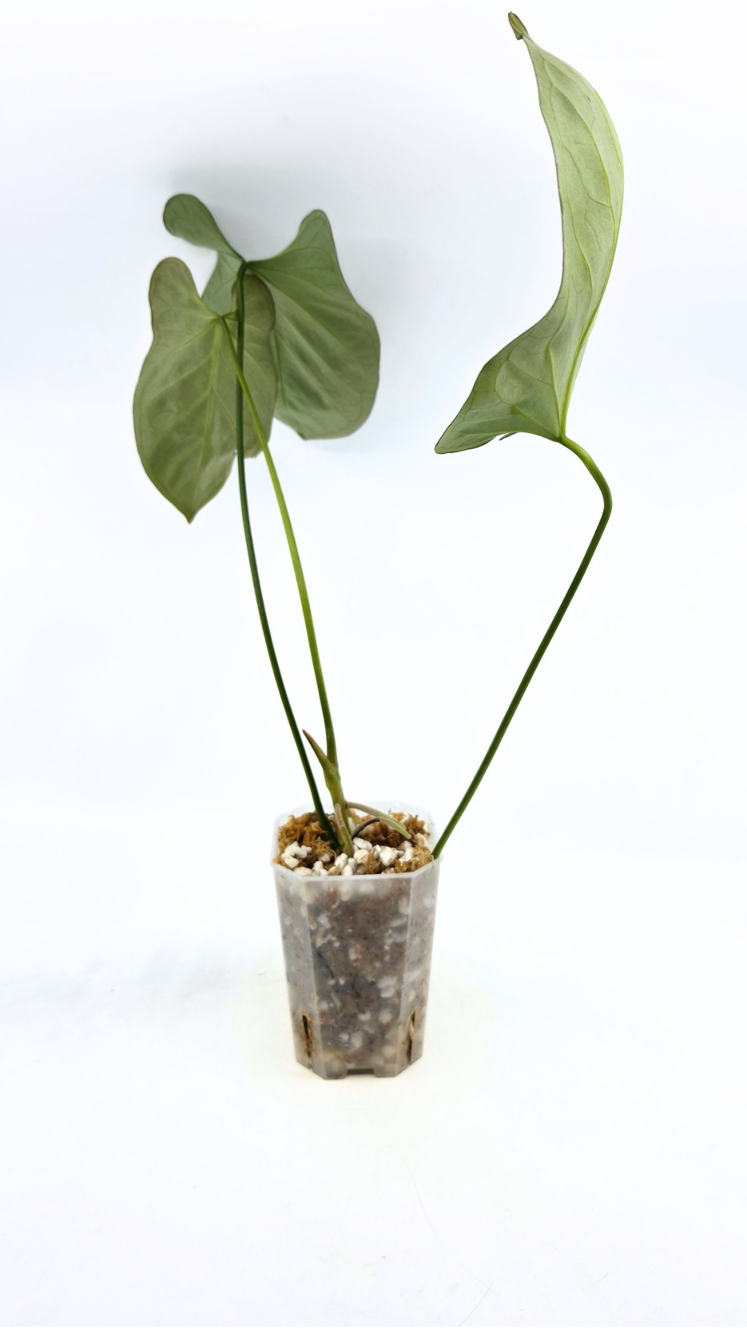 Uncommon indoor plant Anthurium Bosworth Beauty x Crystallinum available for sale at rare plant shop The Leaf Gallery in Perth, Western Australia