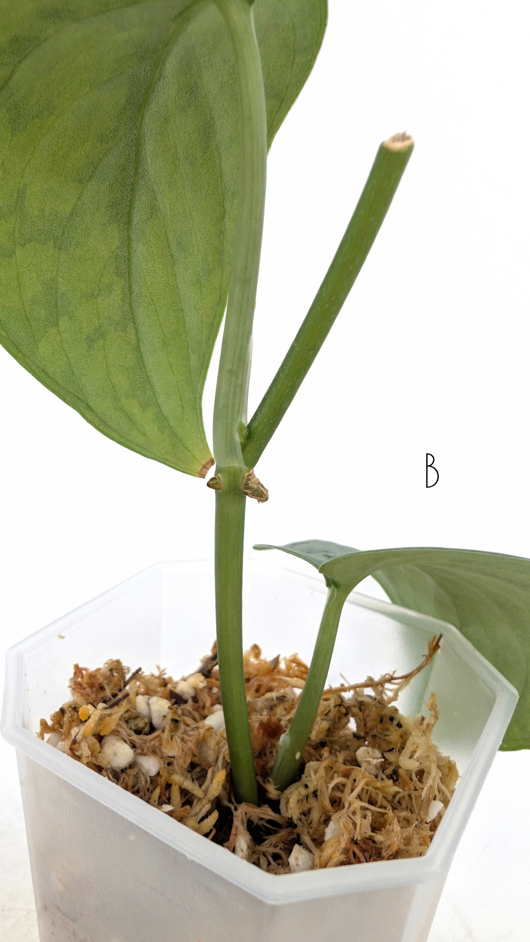 Rare indoor plant Scindapsus silver cloud available for sale at rare plant shop The Leaf Gallery in Perth, Western Australia