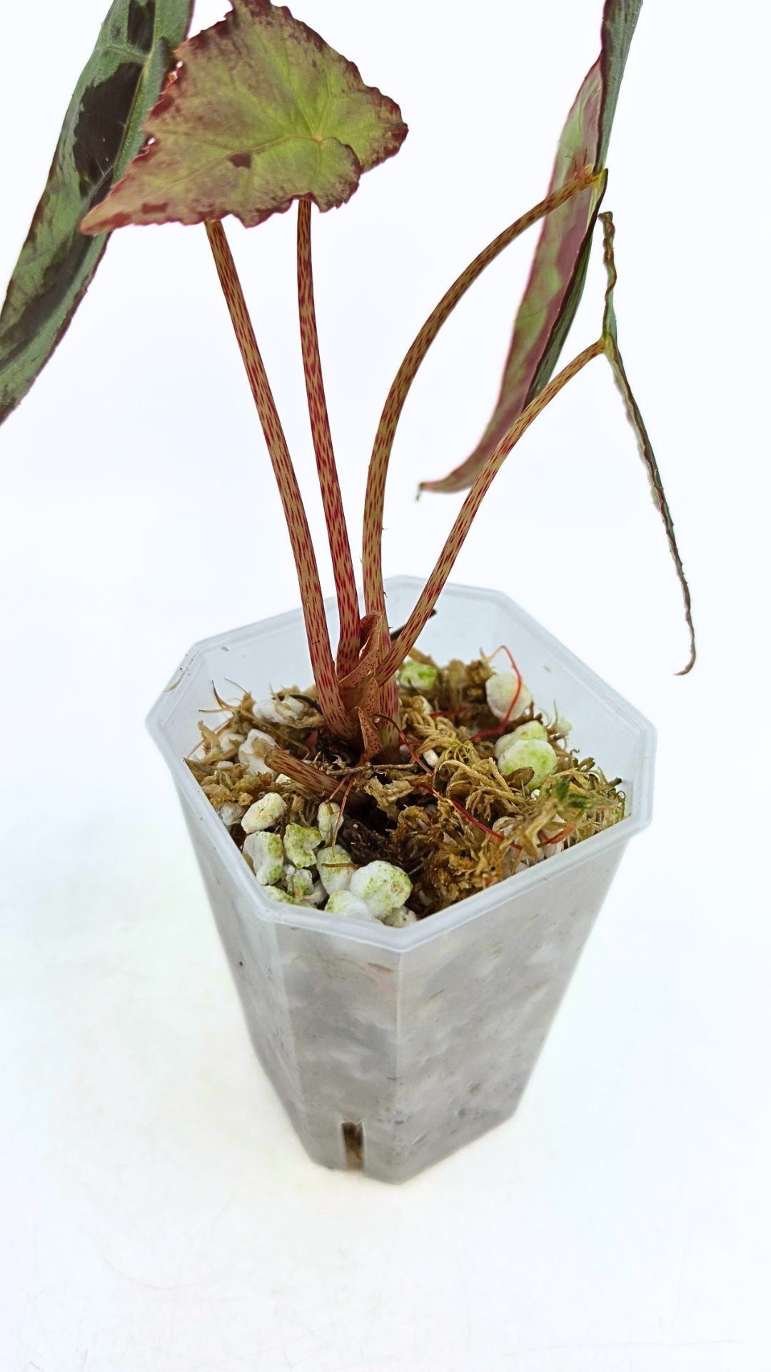 Rare Begonia Burkillii Green form available for sale at rare plant shop The Leaf Gallery in Perth, Western Australia