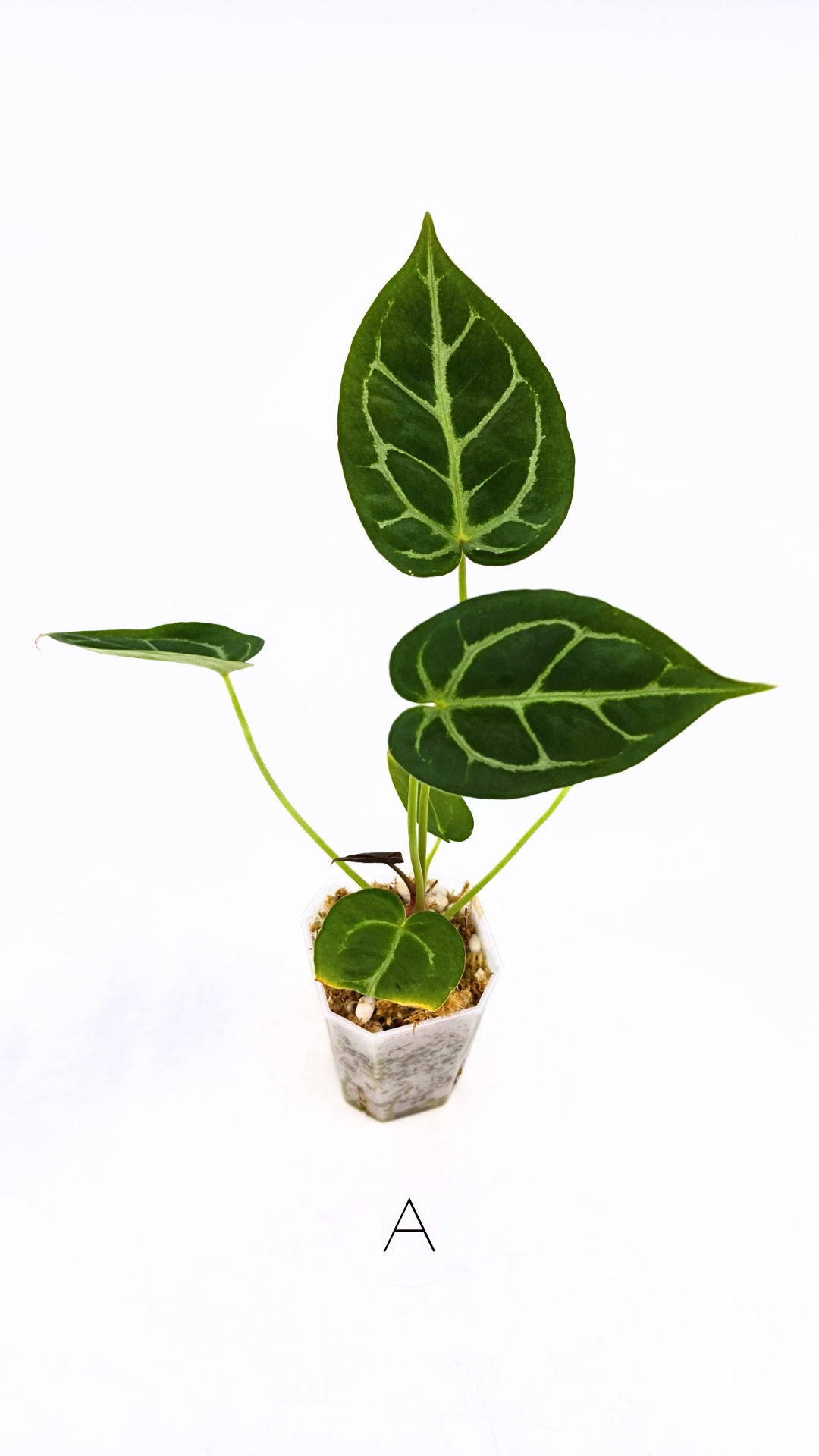 Rare anthurium hybrid Anthurium Dark Forgetii x Bessae Aff X Anthurium Michelle by The Leaf Gallery in Perth, Western Australia