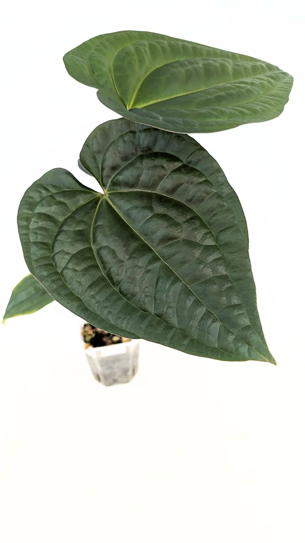 anthurium hybrid Anthurium hybrid (orange) 6