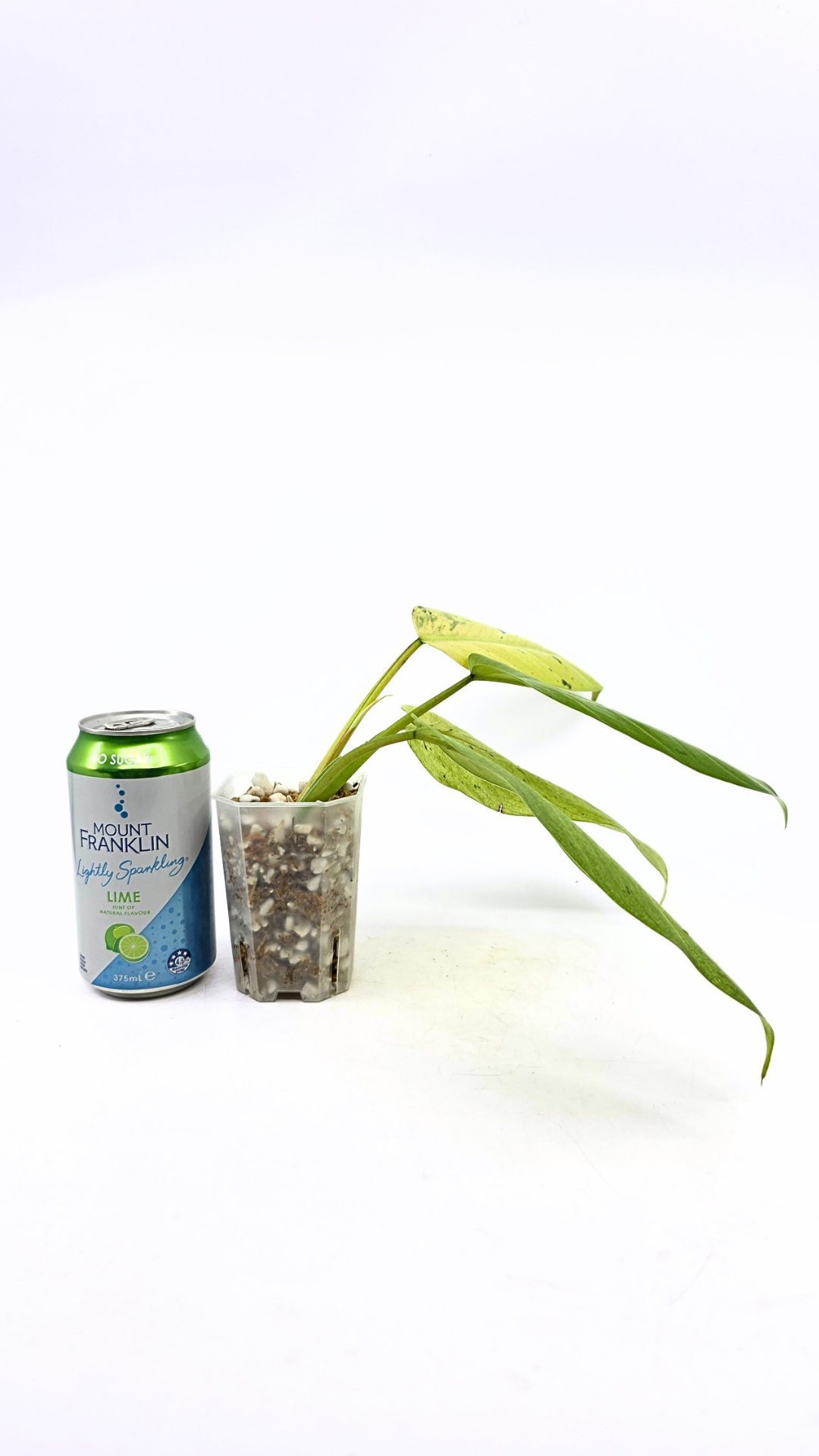 Rare indoor plant Philodendron Whipple Way available for sale at rare plant shop The Leaf Gallery in Perth, Western Australia