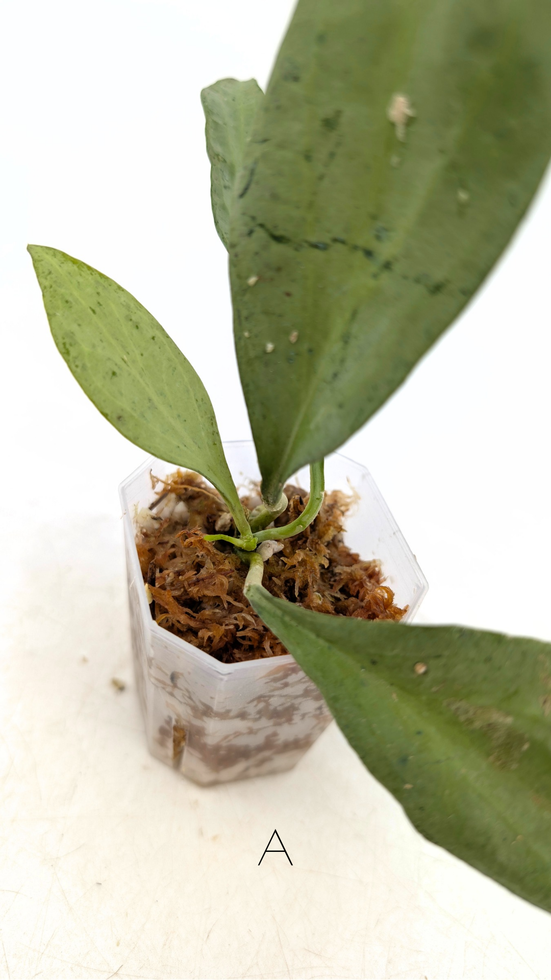 Rare waxplant Hoya Nicholsoniae New Guinea Ghost propagated and for sale by rare plant shop The Leaf Gallery in Perth, Western Australia
