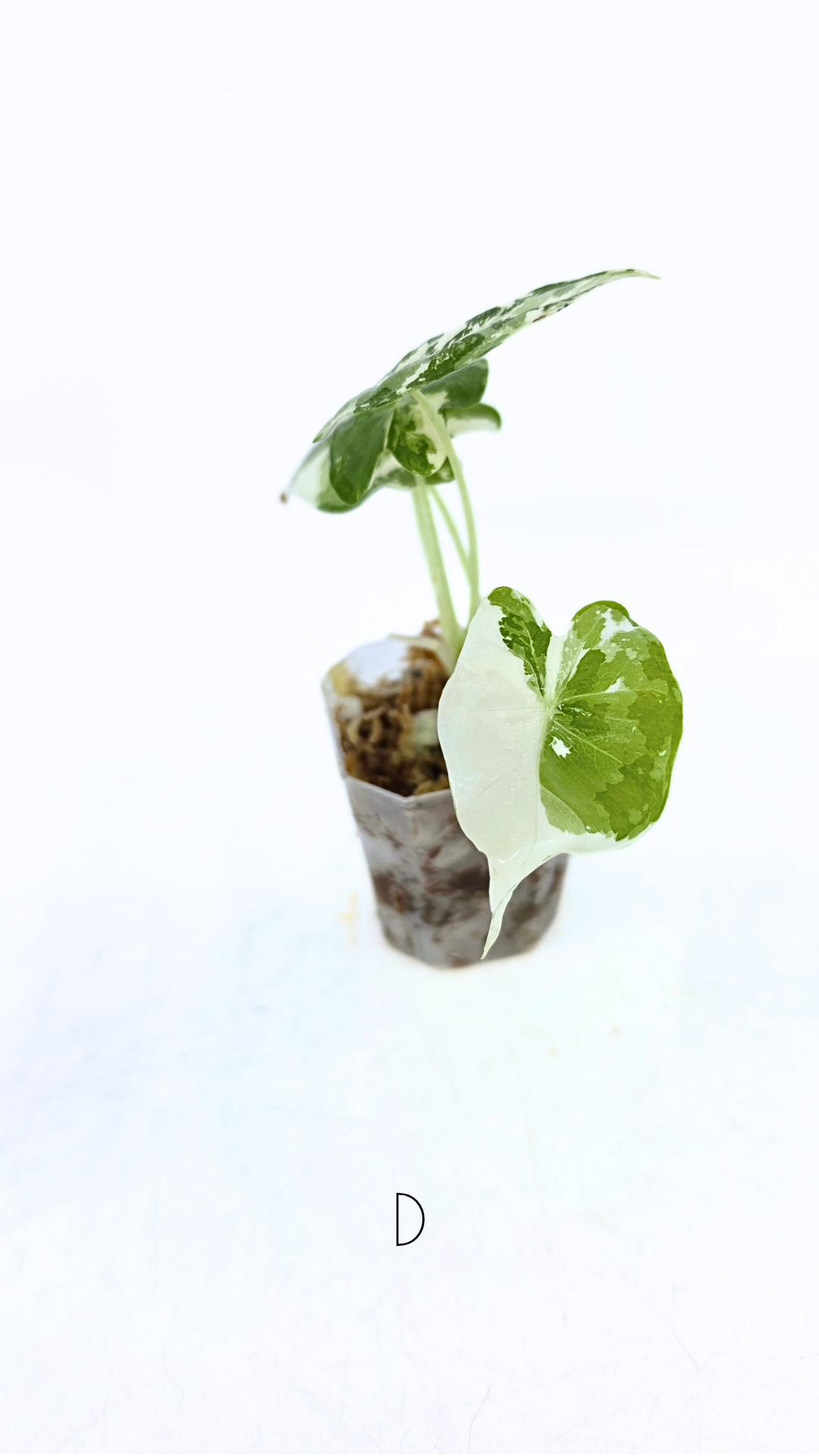 Rare indoor plant Alocasia Frydek Variegated available for sale at rare house plant shop The Leaf Gallery in Perth, Western Australia