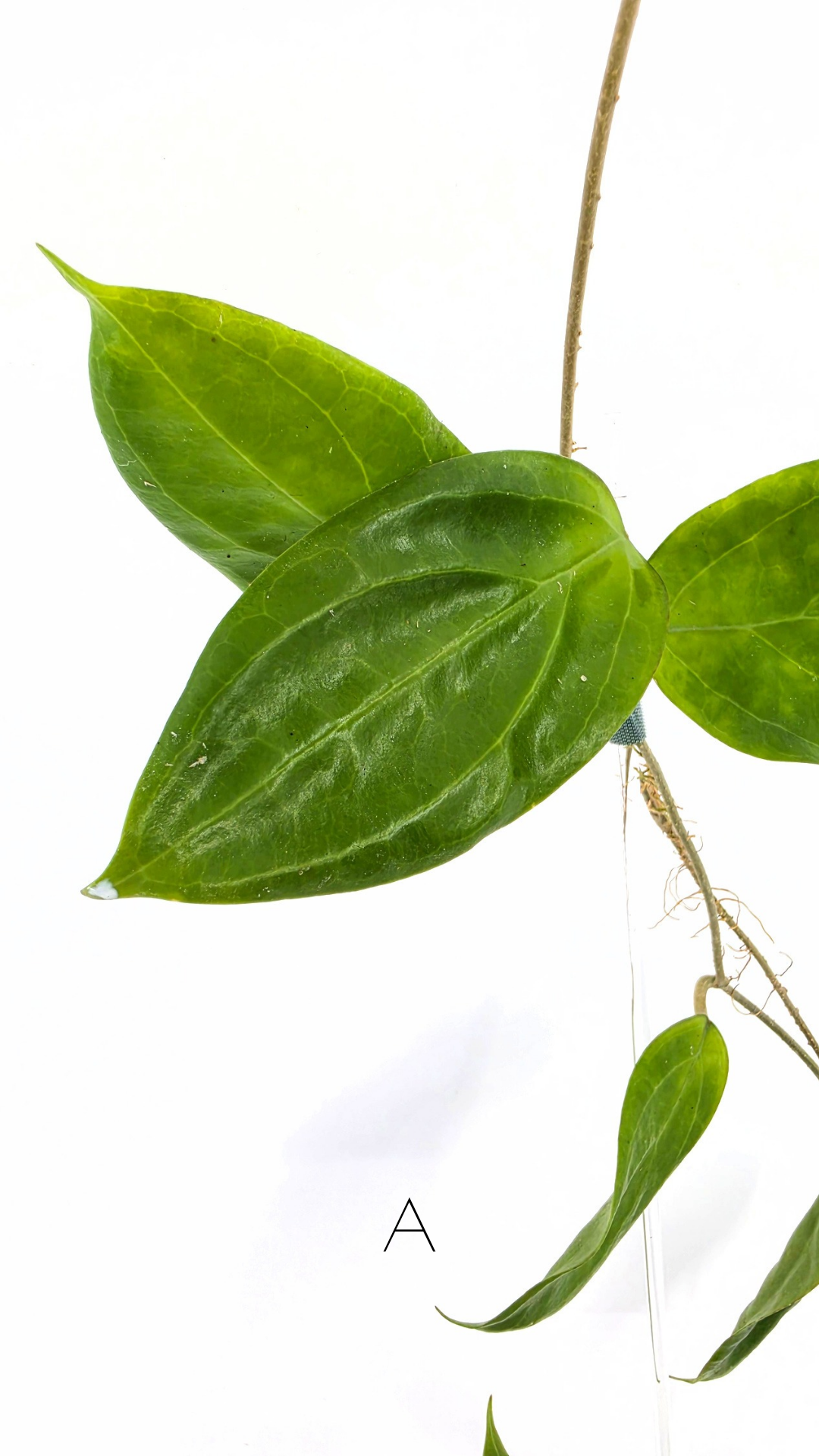 Rare waxplant Hoya UTC033 available for sale at rare indoor plant shop The Leaf Gallery in Perth, Western Australia