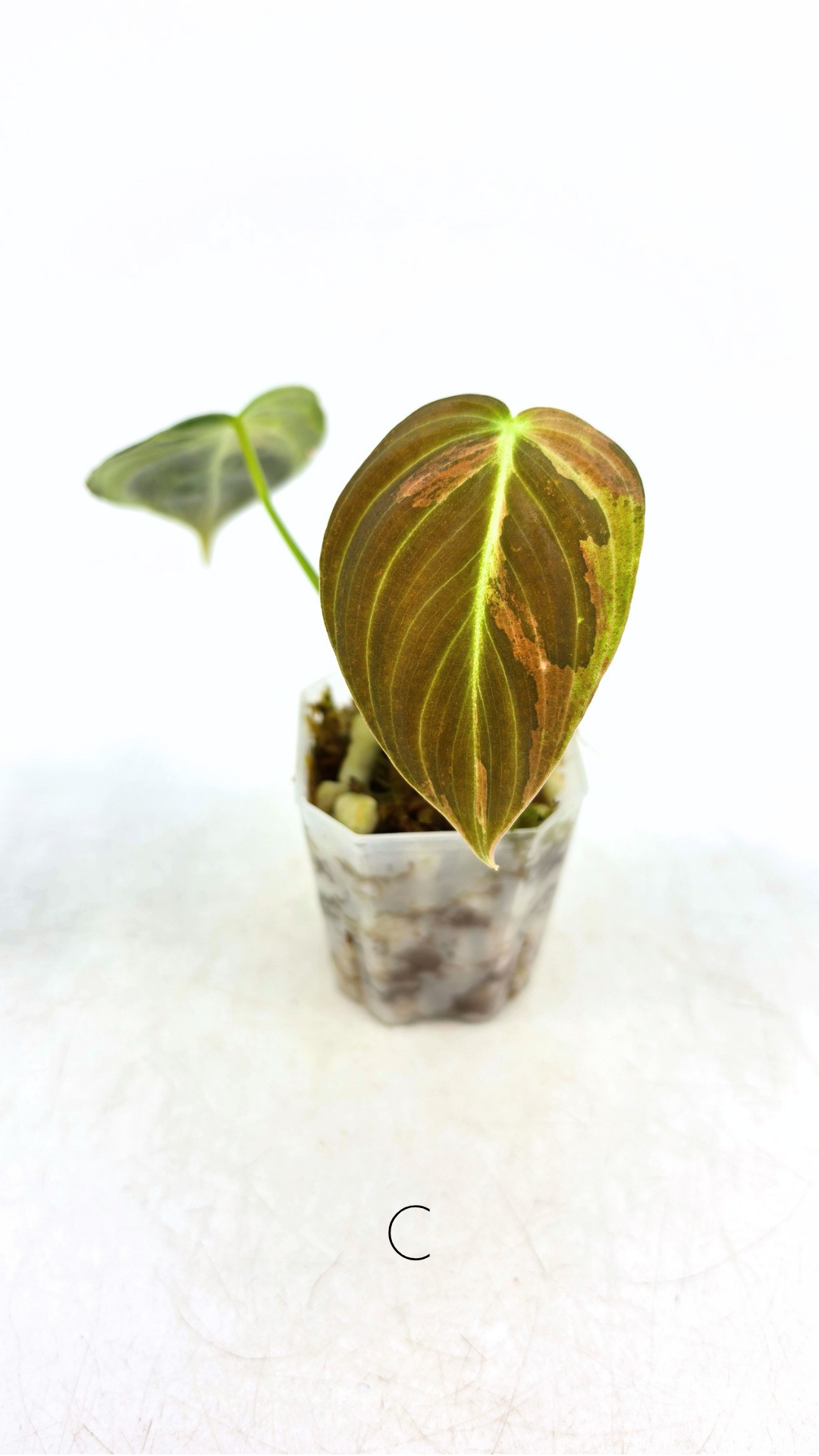 Rare plant Philodendron Melanochrysum Varigated available for sale at rare plant shop The Leaf Gallery in Perth, Western Australia