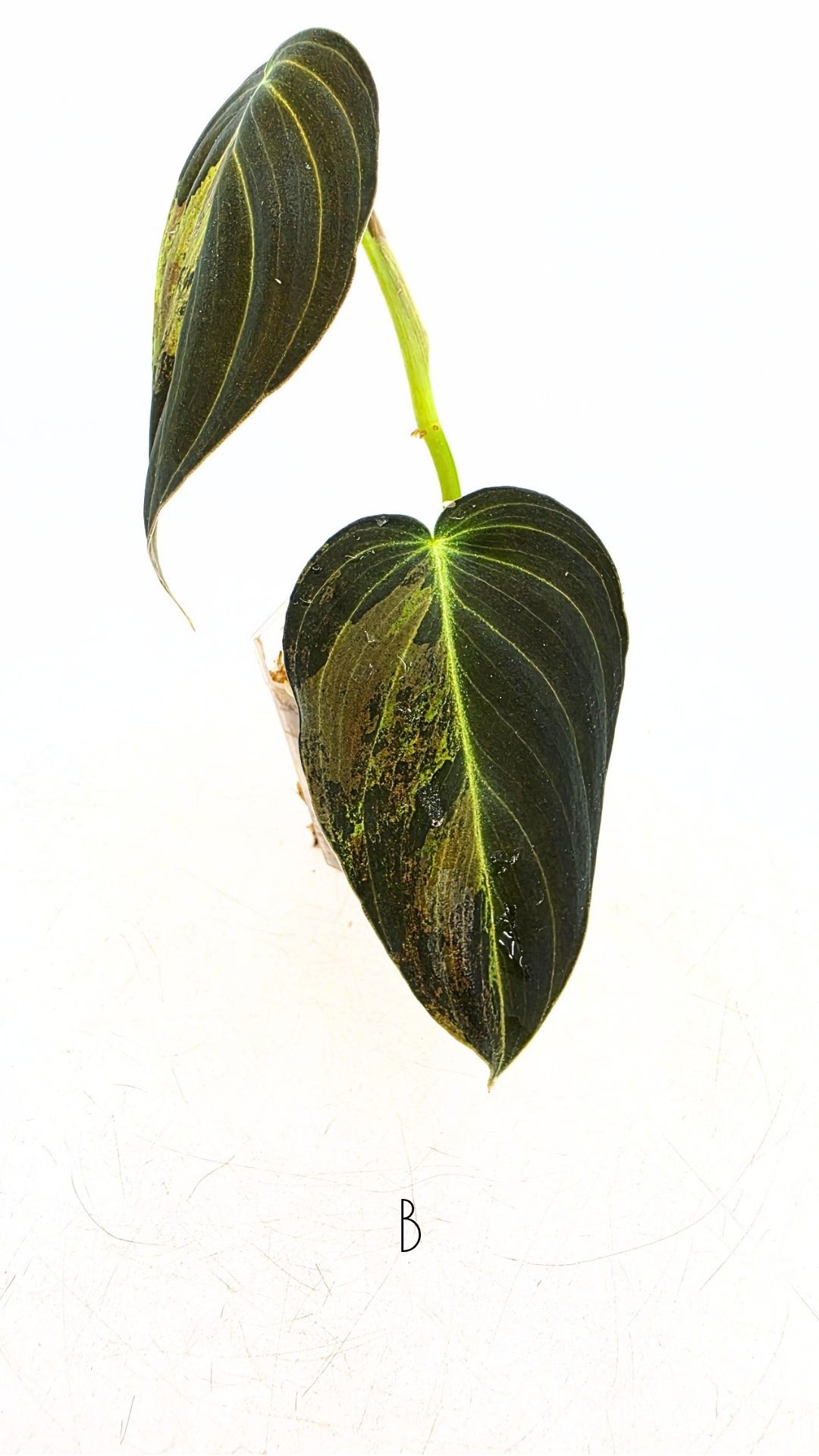 Rare plant Philodendron Melanochrysum Varigated available for sale at rare plant shop The Leaf Gallery in Perth, Western Australia