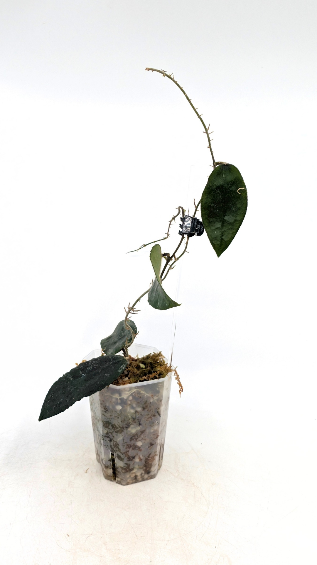 Rare Hoya Caudata Sumatra available for sale by rare indoor plant shop The Leaf Gallery in Perth, Western Australia