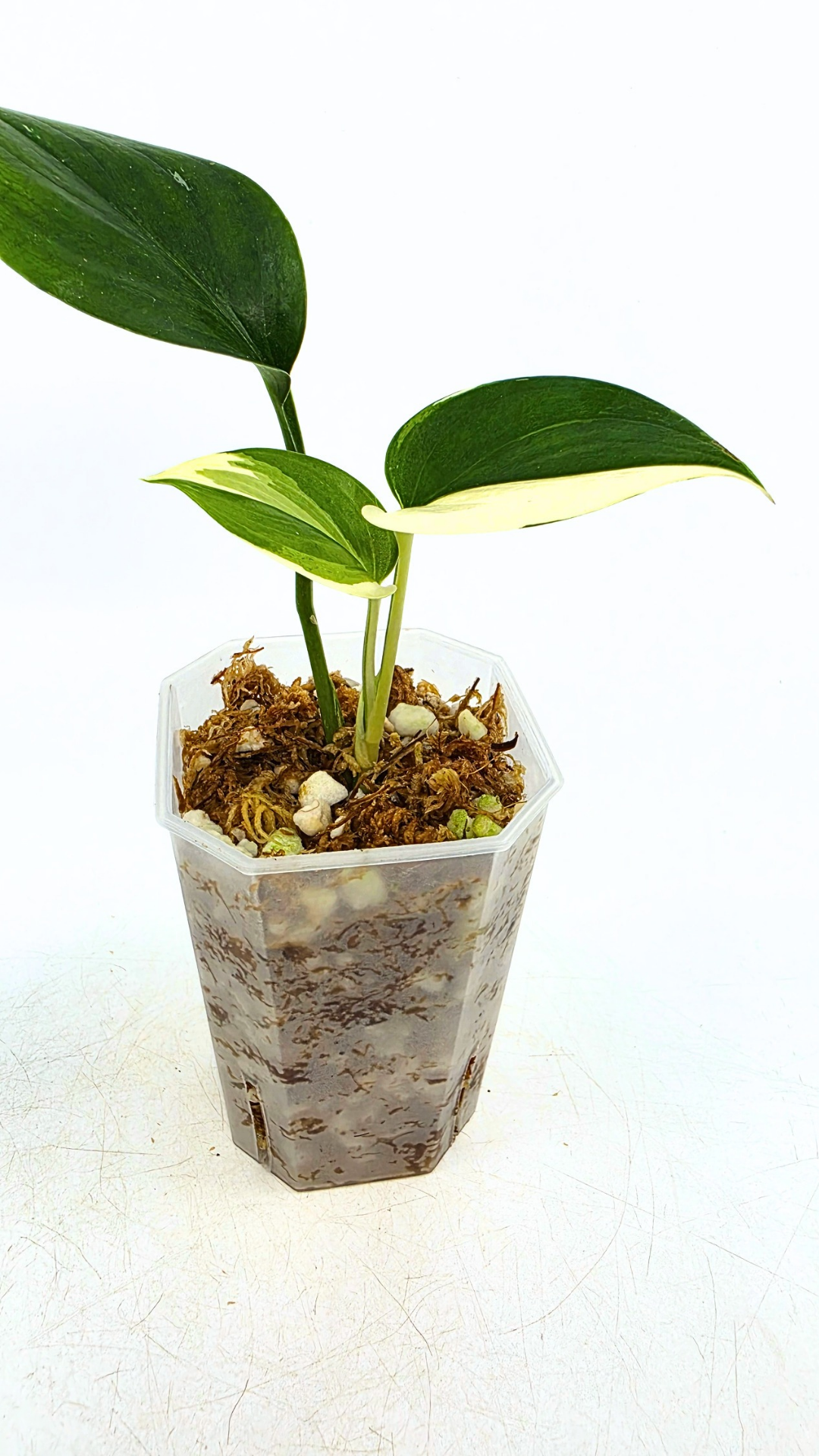 Rare plant Scindapsus Blue Albo Varigated available at rare plant shop The Leaf Gallery in Perth, Western Australia