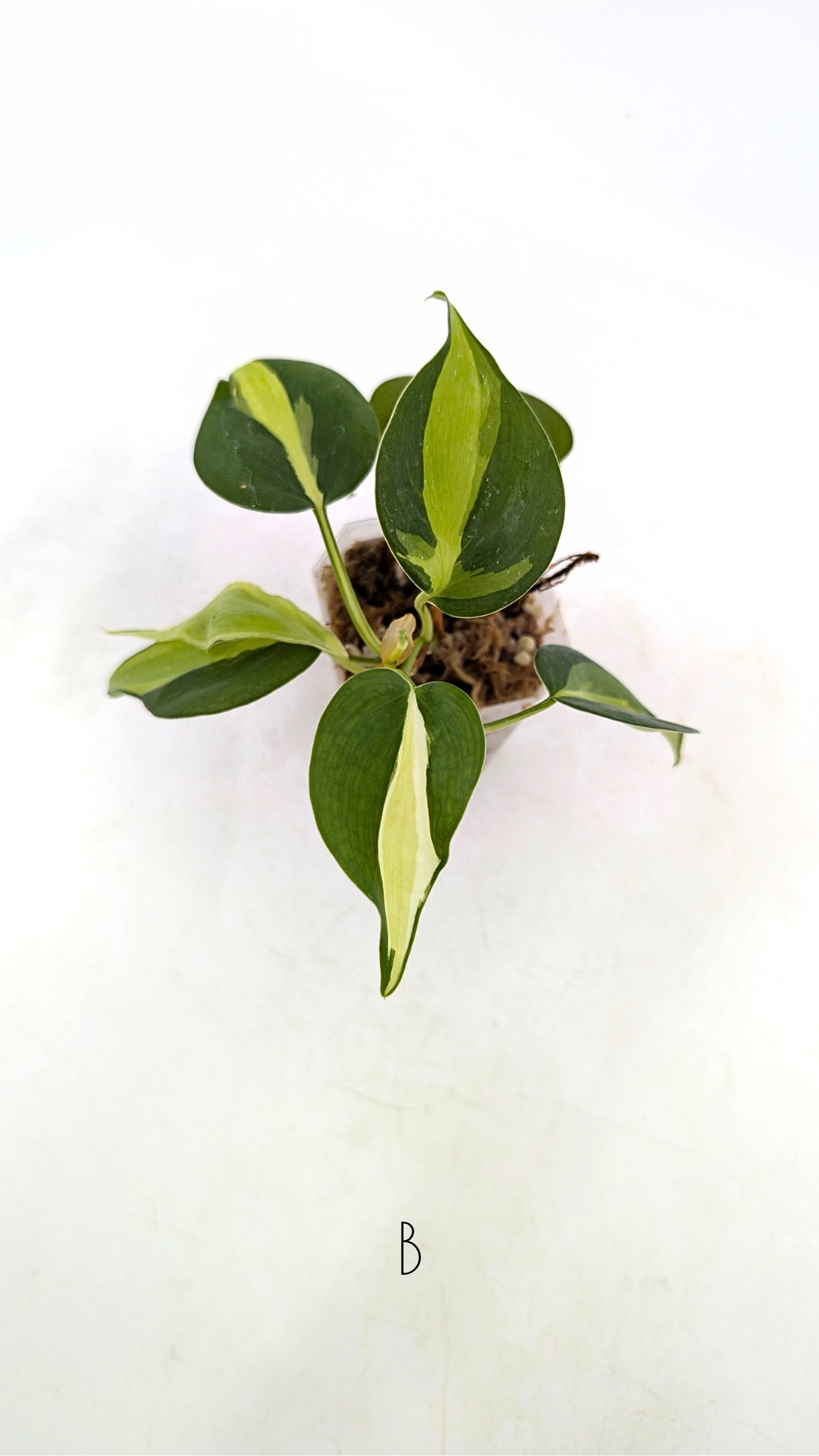 Rare indoor plant Philodendron Cream Splash available at rare plant shop The Leaf Gallery in Perth, Western Australia