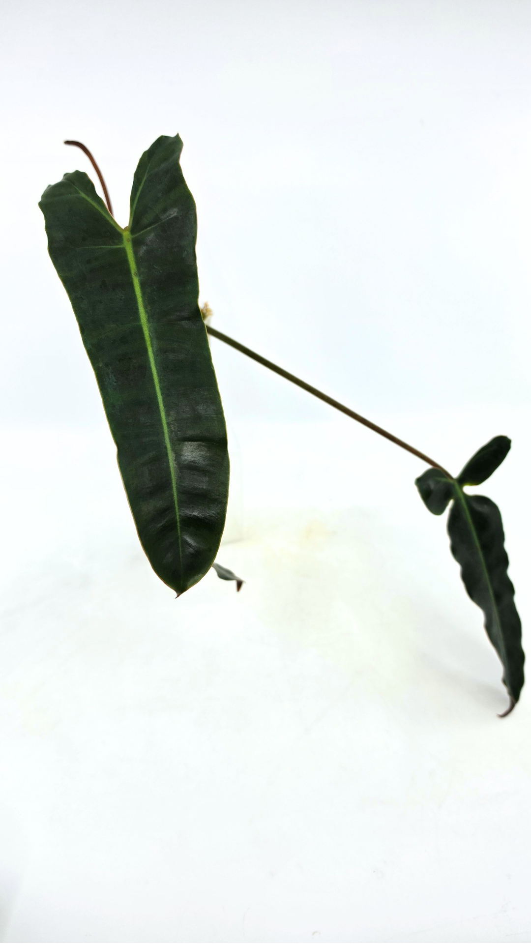 Rare indoor plant Philodendron Black Billitiae (philodendron atabapoense x philodendron billietiae) available for sale at rare house plant shop The Leaf Gallery in Perth, Western Australia