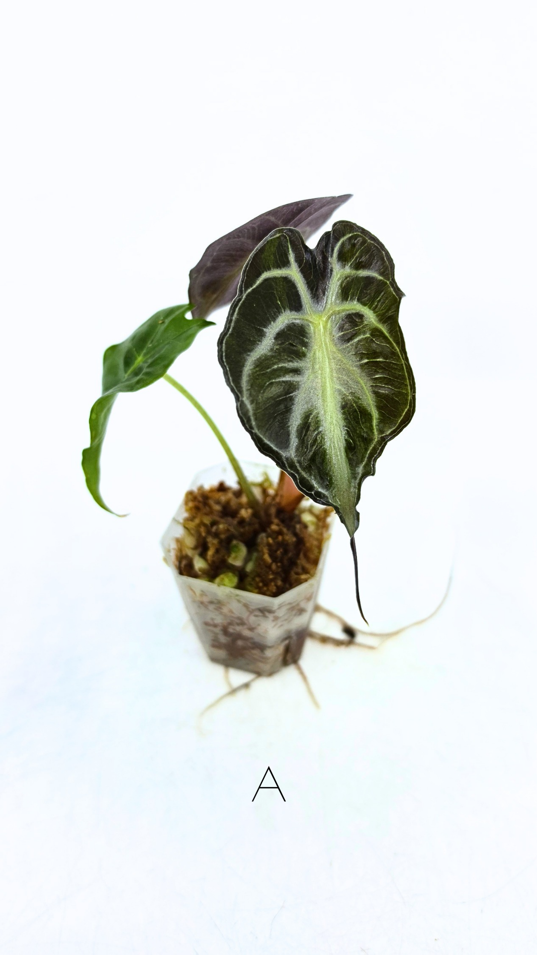 Rare indoor plant Alocasia Venom available for sale at rare house plant shop The Leaf Gallery in Perth, Western Australia.