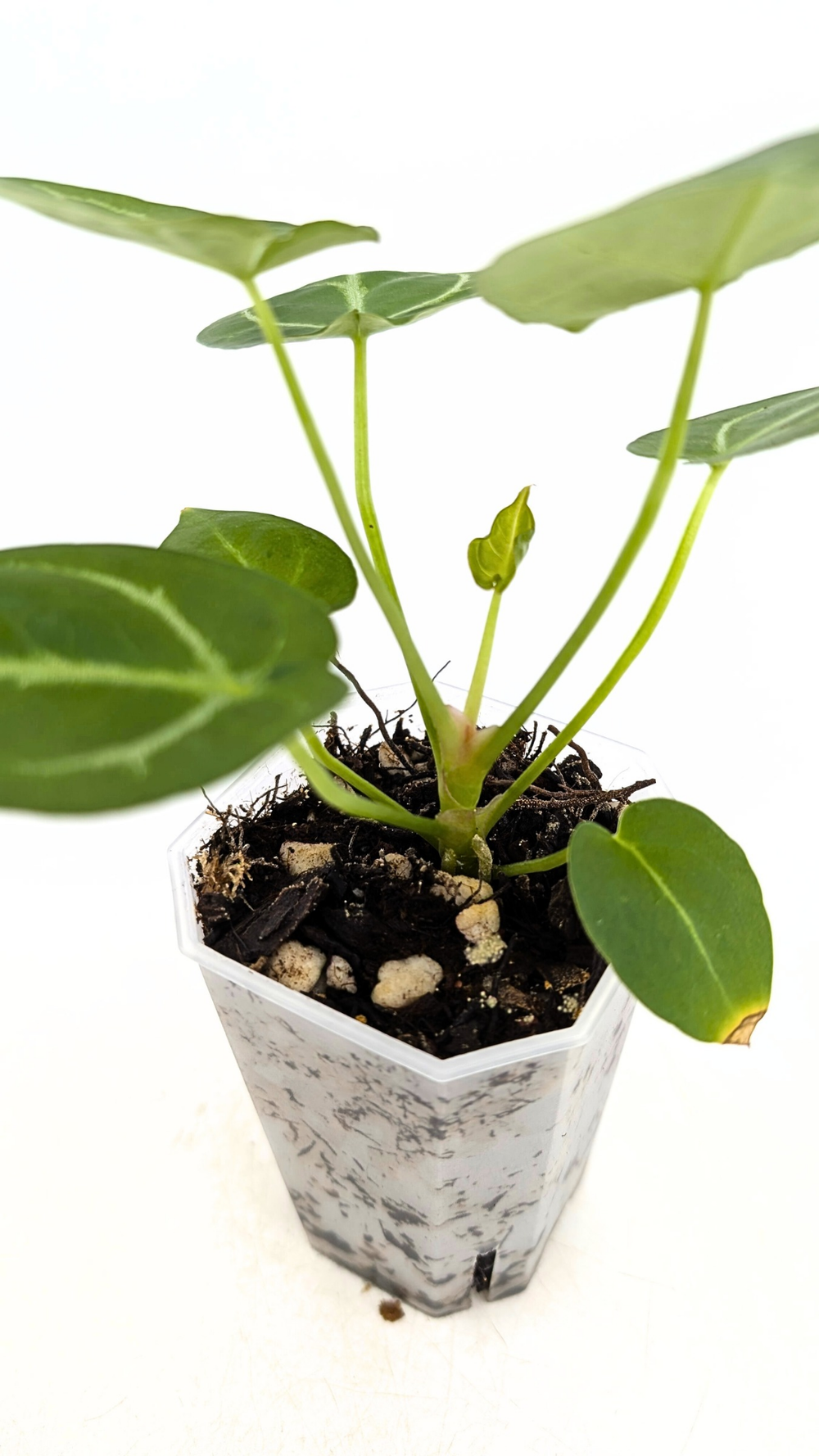 Anthurium Crystallinum Hybrid  The Leaf Gallery